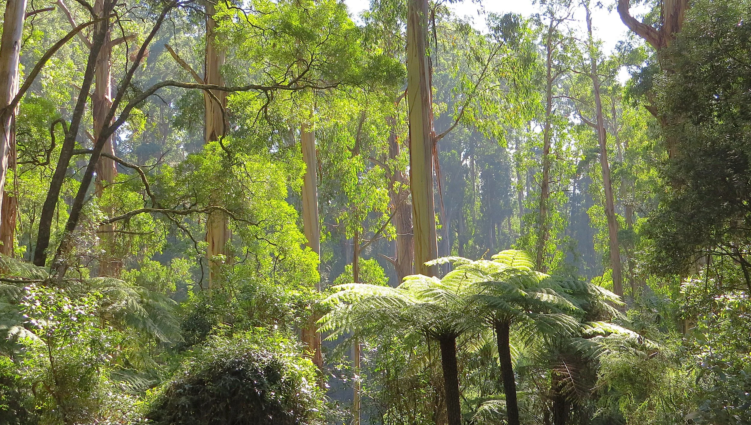 IMG_6053 Sherbrooke April2017(3).JPG