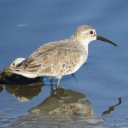 Broad-billed Sandpiper