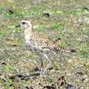 American Golden Plover