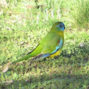 Turquoise Parrots