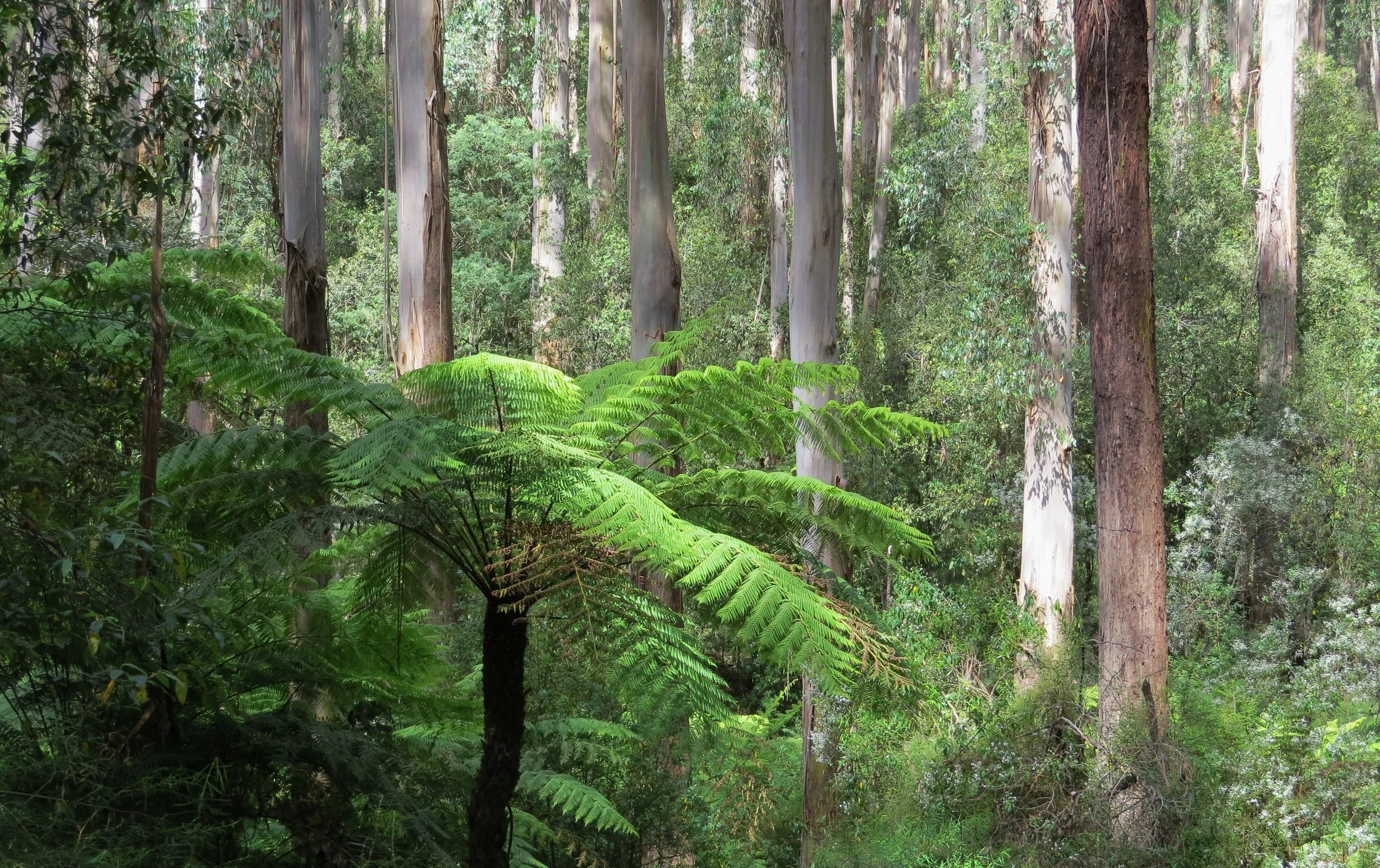 Dandenong Ranges.JPG