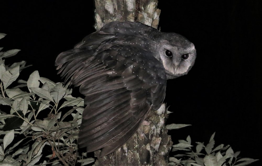 Greater Sooty Owl