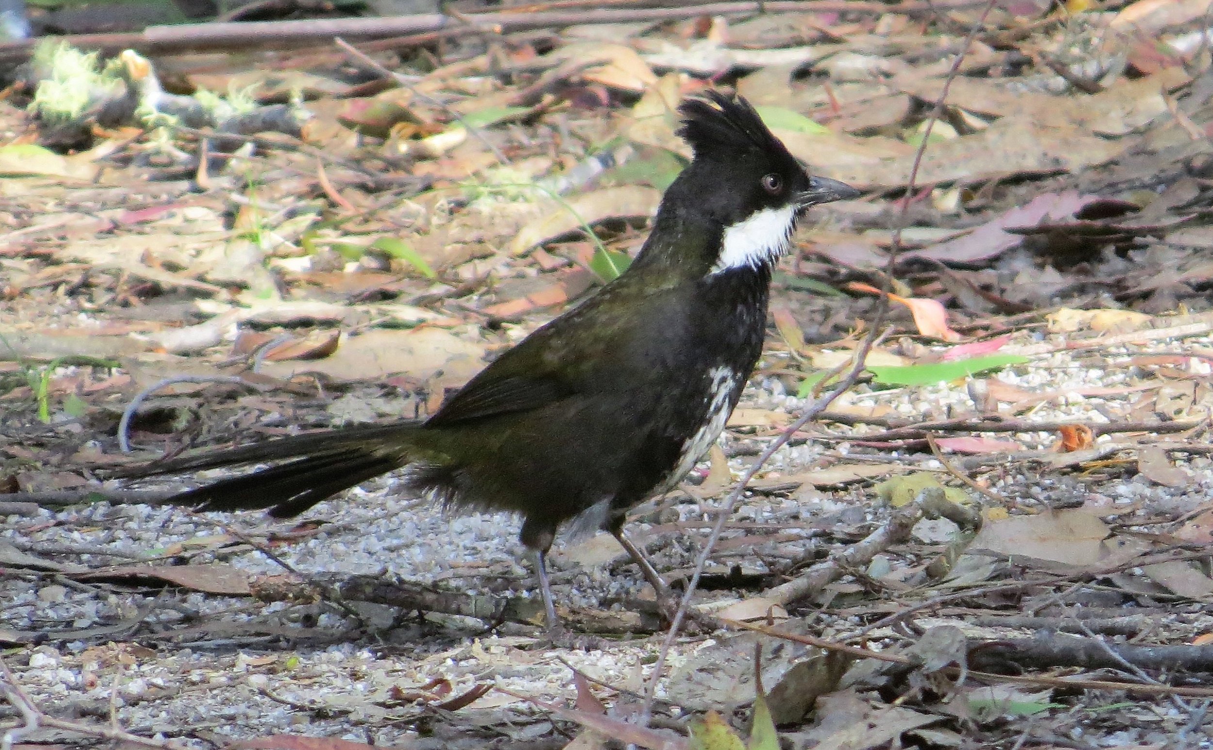 Flame Robin - eBird