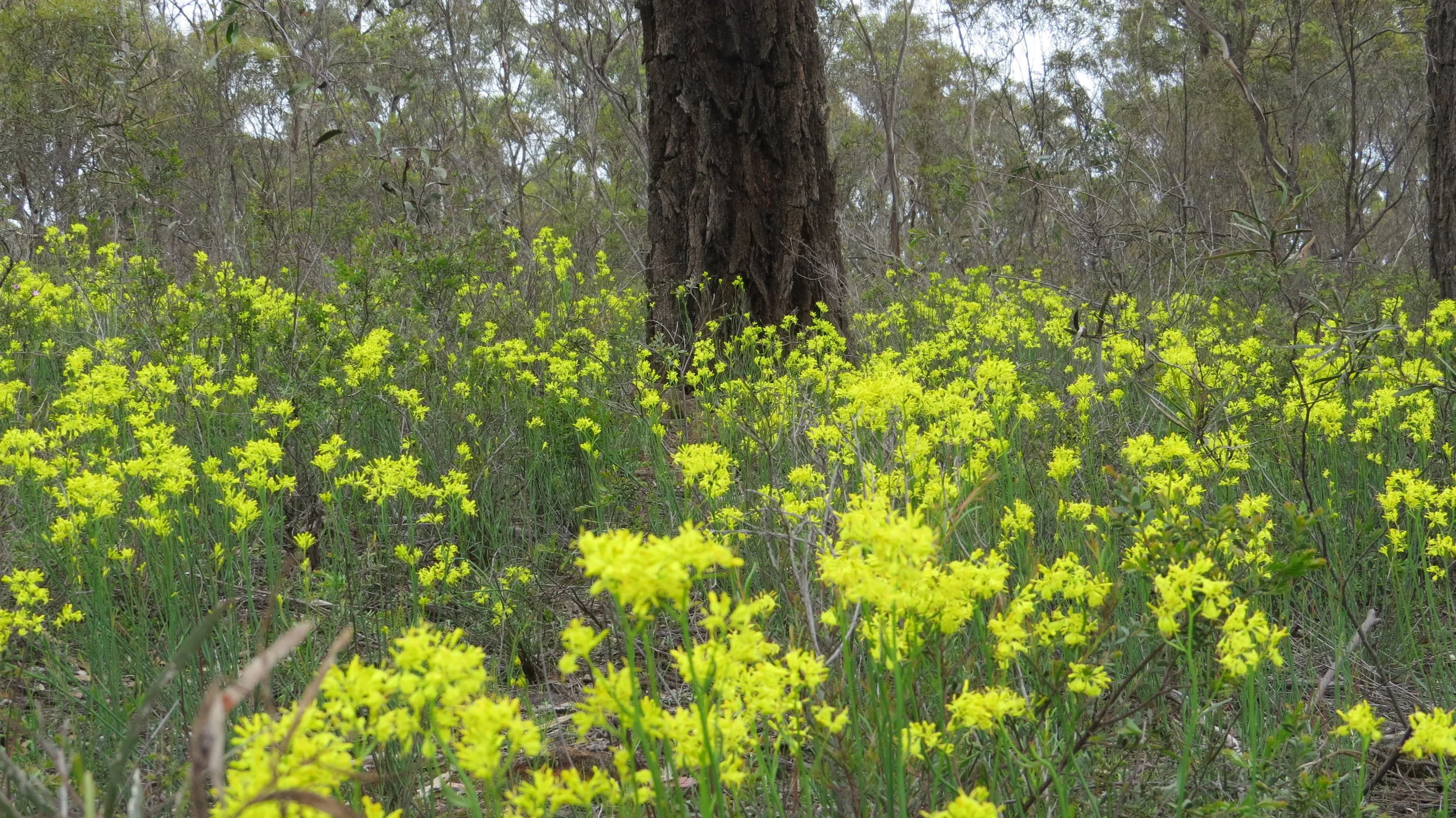 IMG_3334 Ironbark and Golden Pennants.JPG
