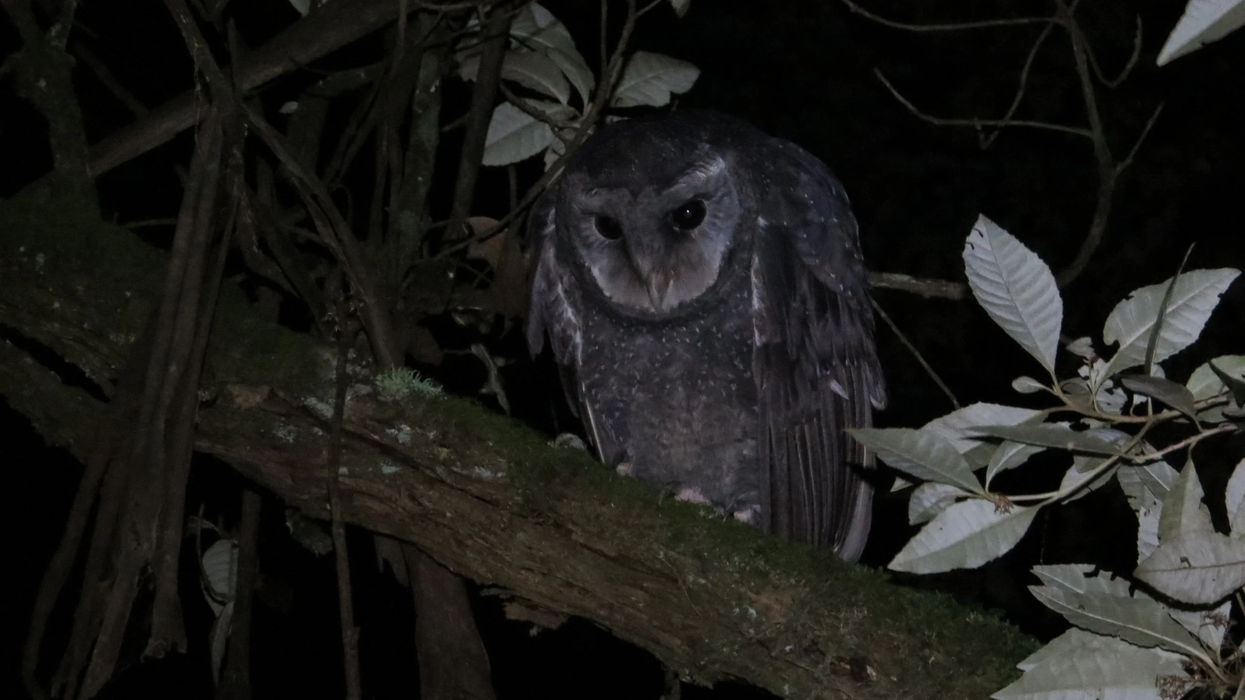 Victorian                  Megatour - 21st to 30th November 2018