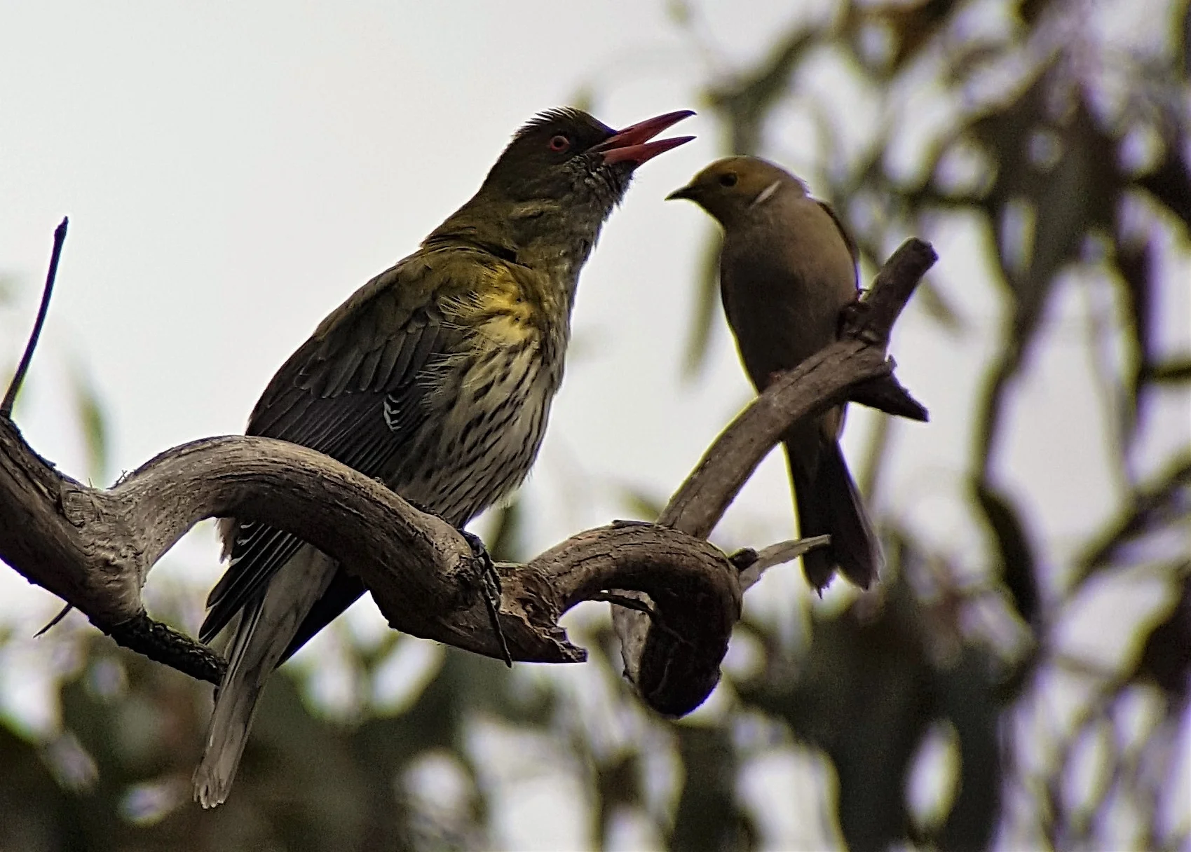 Melbourne and Surrounds — Birding Victoria