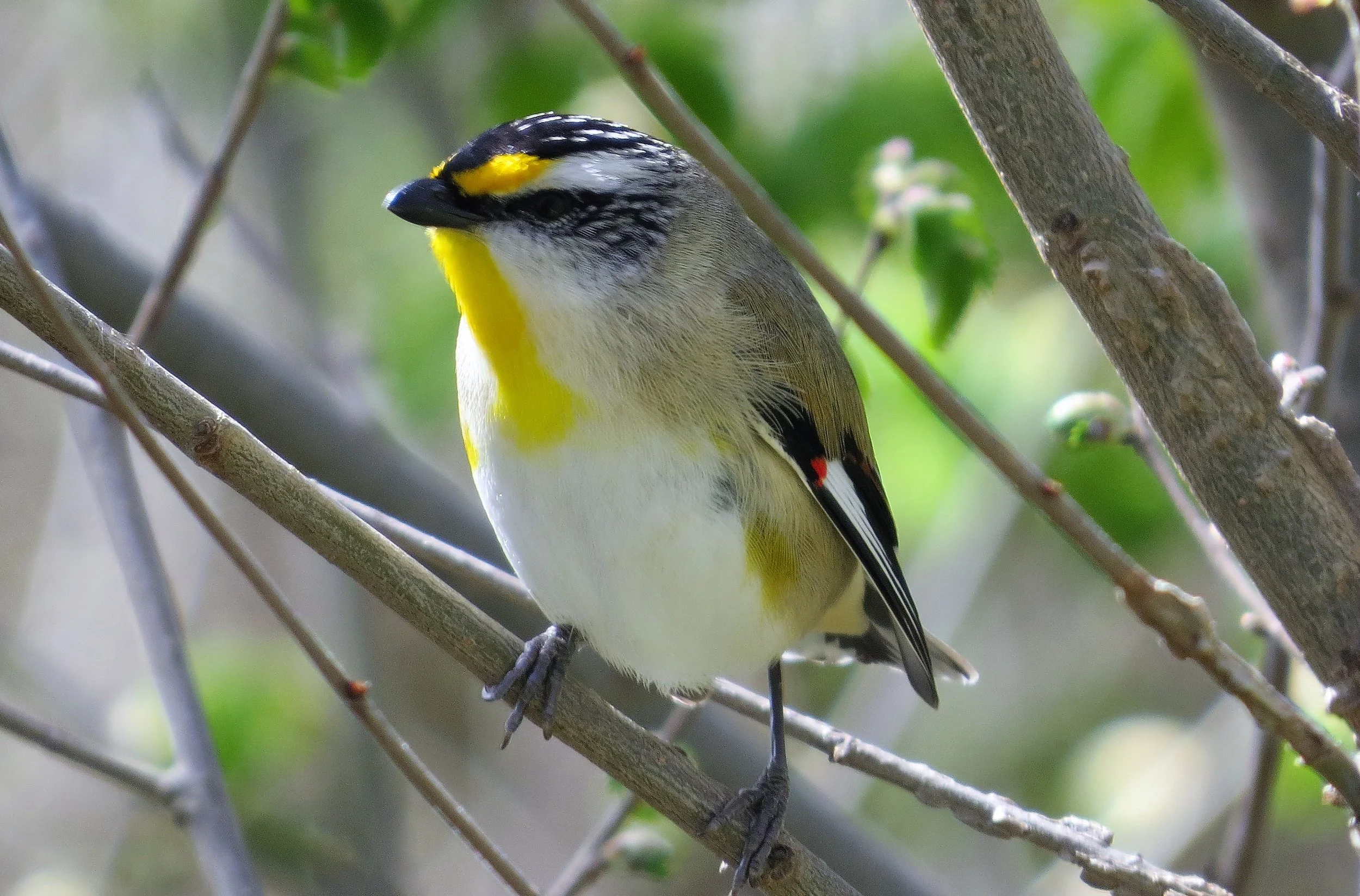 Melbourne and Surrounds — Birding Victoria