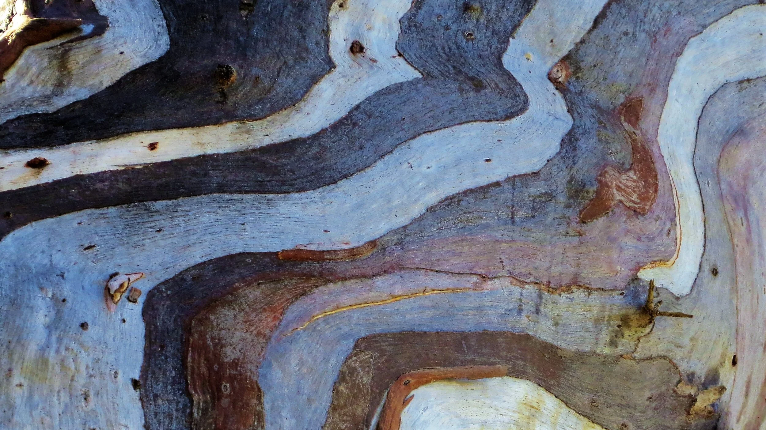 IMG_3085RedGumBark (2).JPG