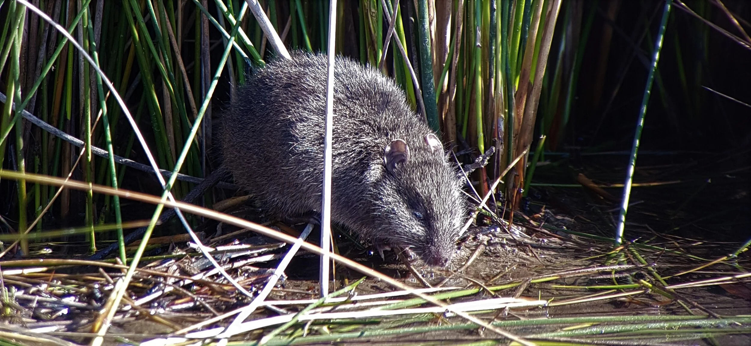 Native Bush Rats Victoria Images Mammals — Birding Victoria