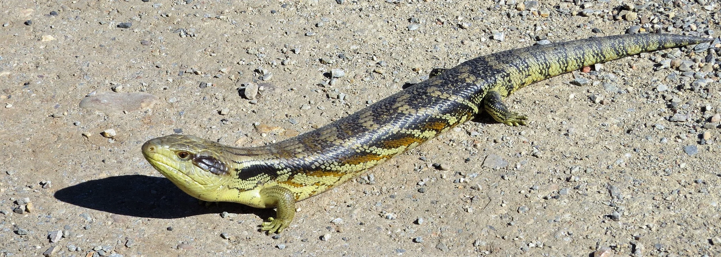 What Are The Big Lizards In Australia