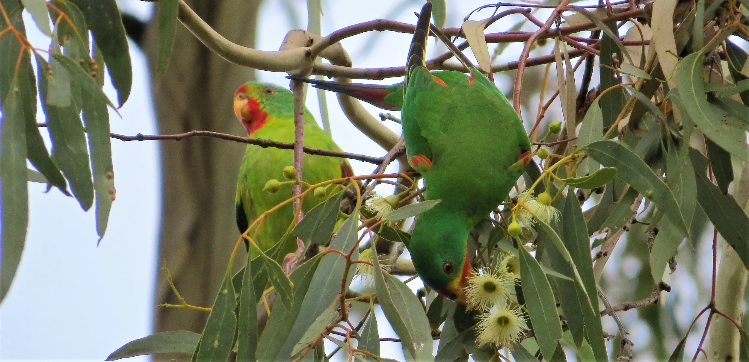 The Inland Slopes -Box-Ironbark country — Birding Victoria