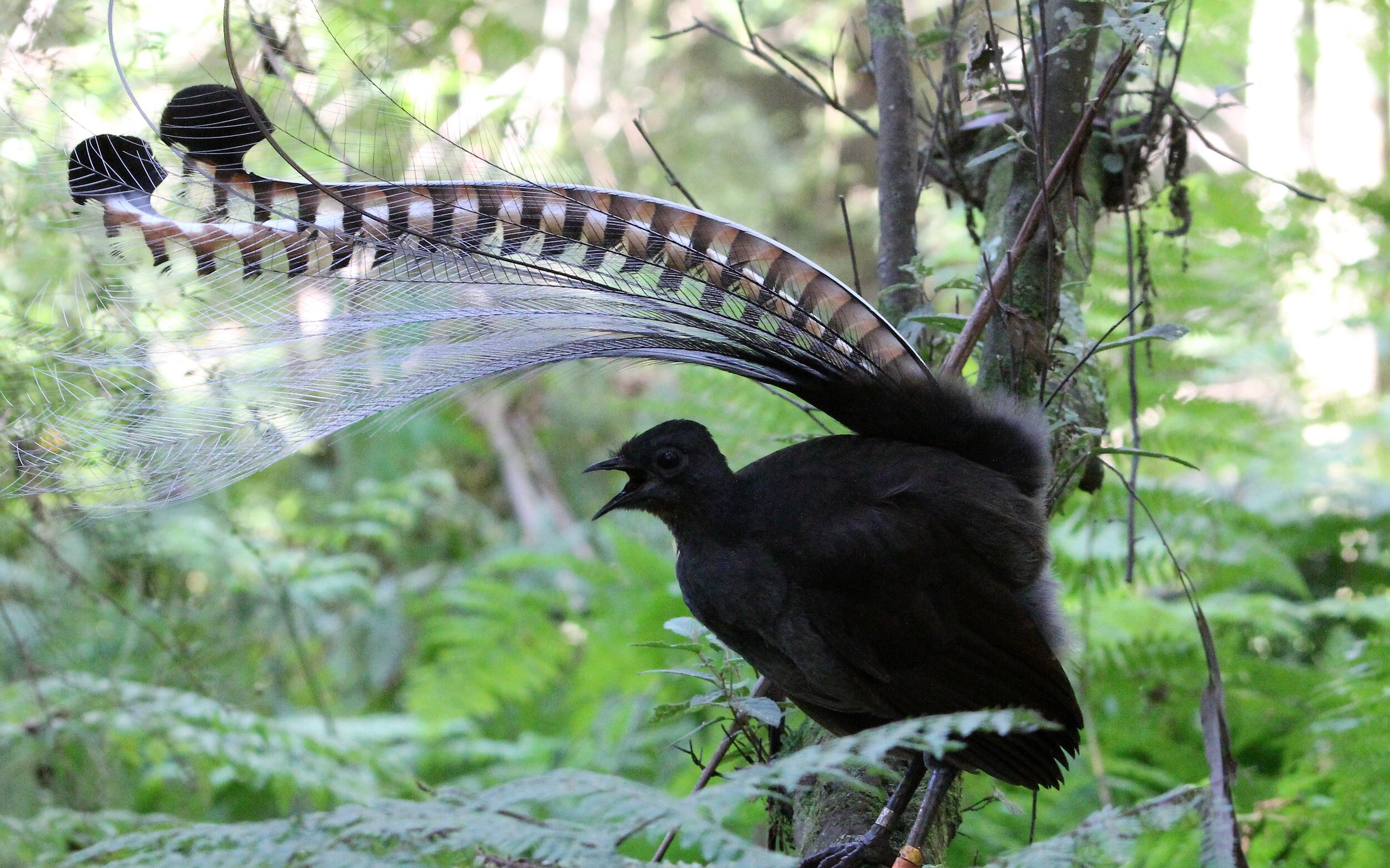 Species Files - Passerines — Birding Victoria