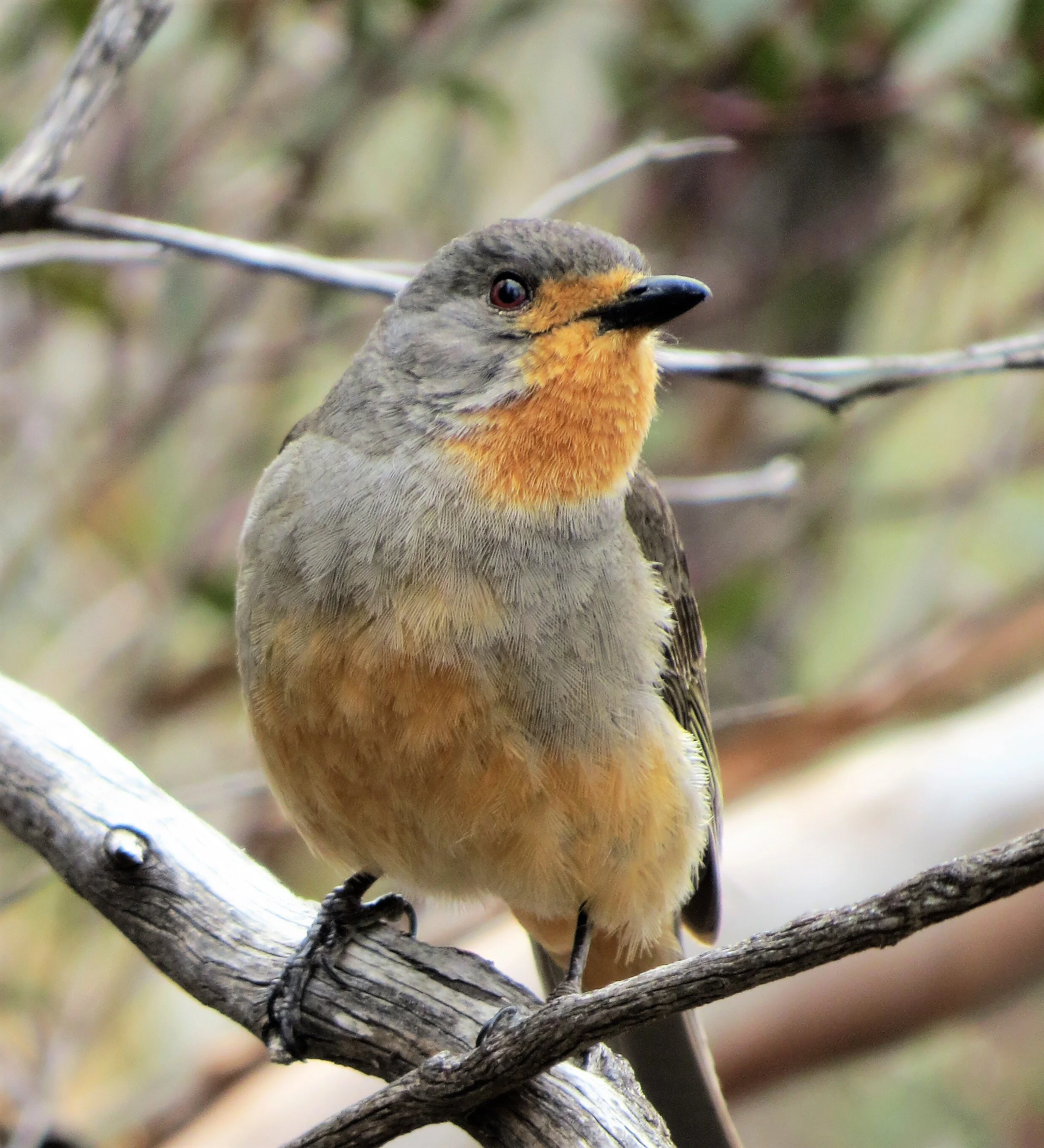 Species Files Passerines — Birding Victoria