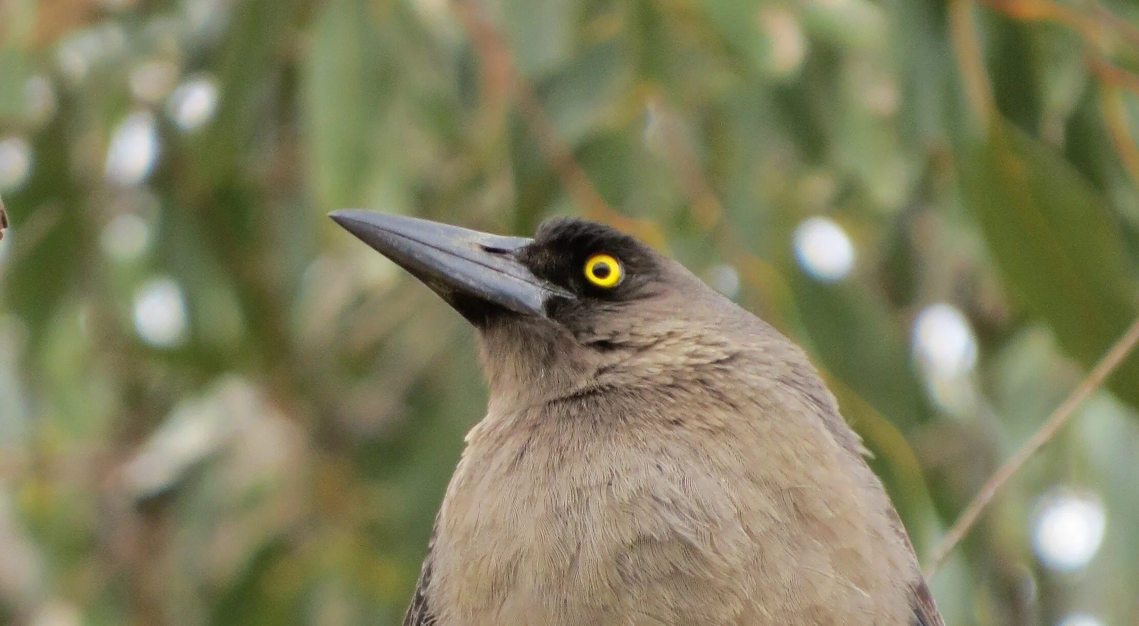 Species Files Passerines — Birding Victoria