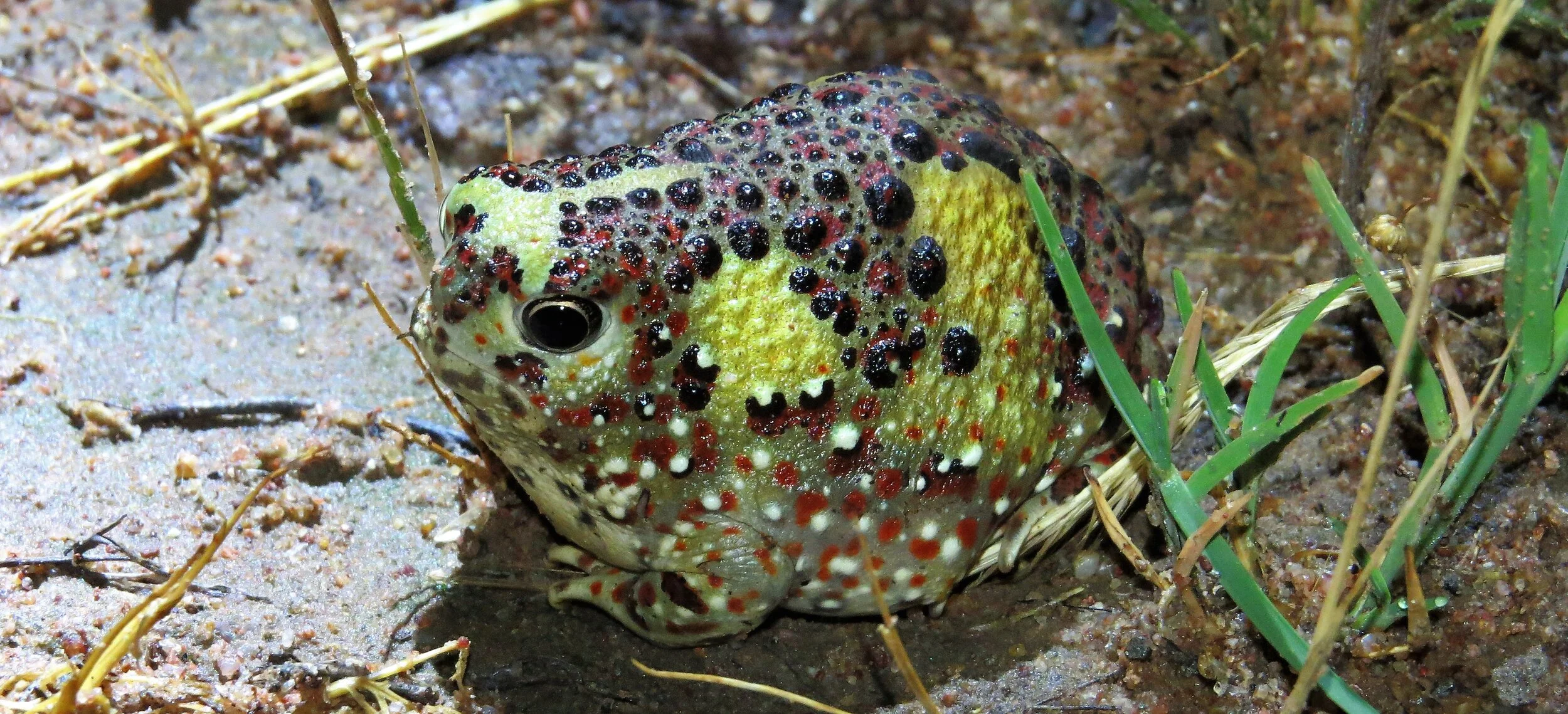 Reptiles and amphibians — Birding Victoria
