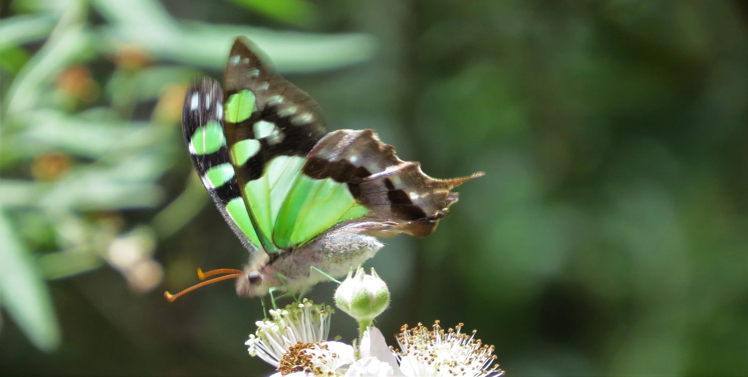 Butterflies — Birding Victoria