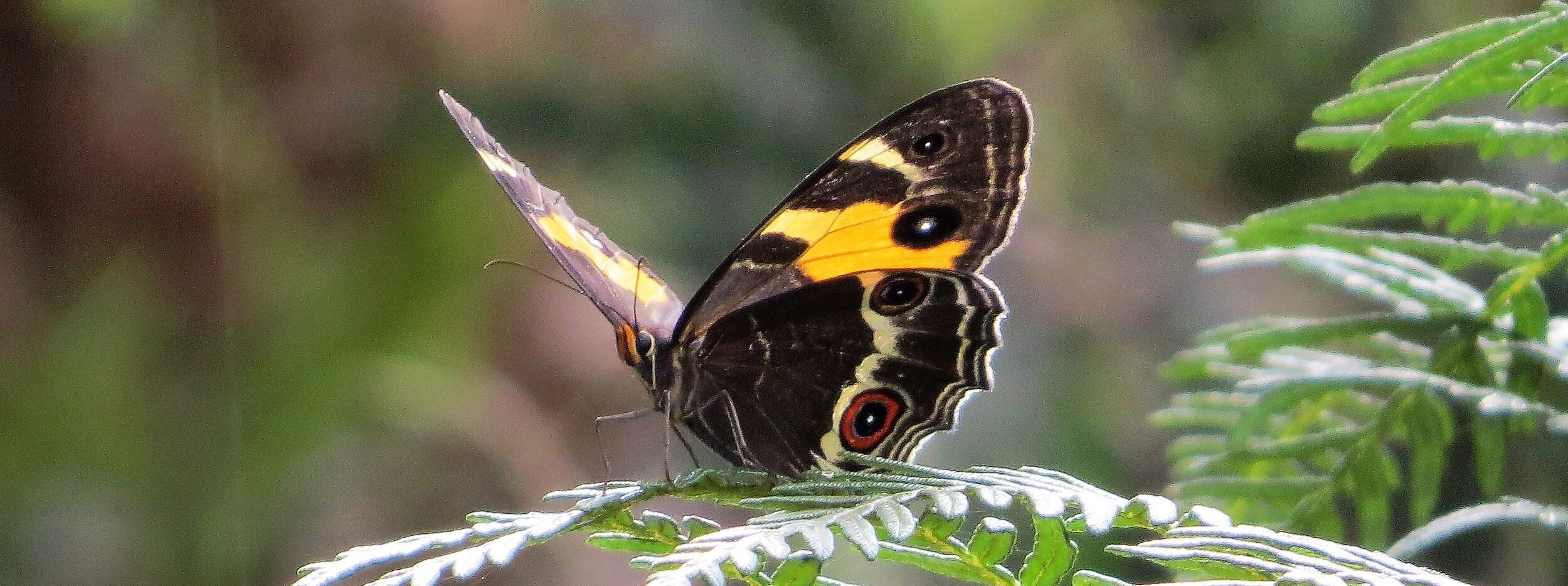 Butterflies — Birding Victoria
