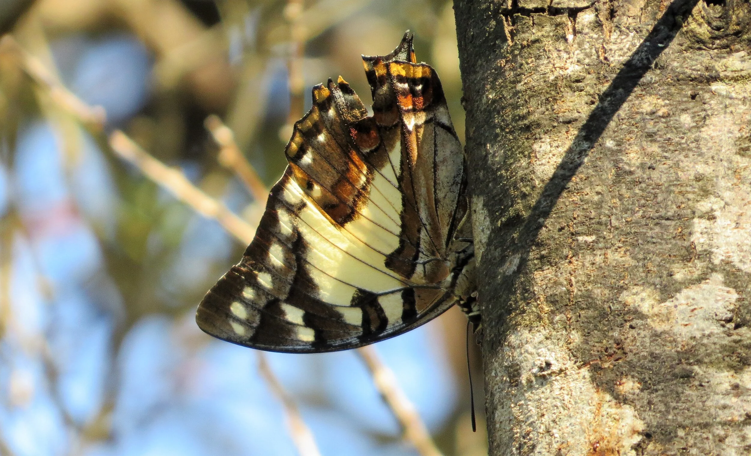 Butterflies — Birding Victoria