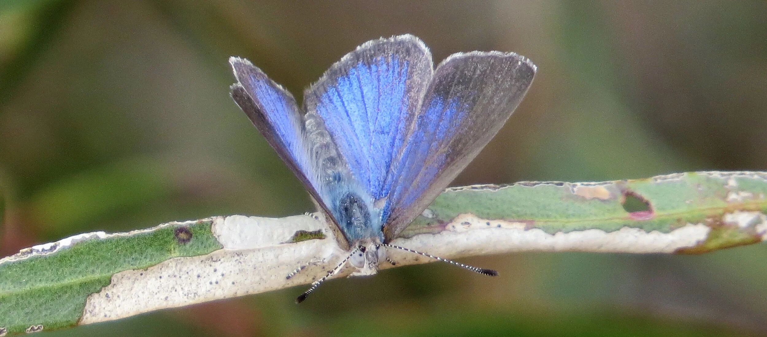 Butterflies — Birding Victoria