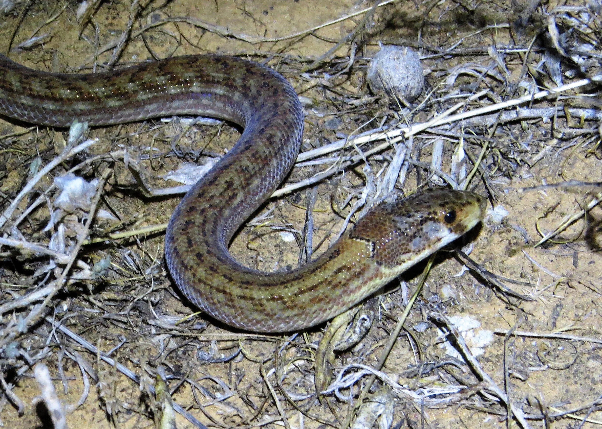 Reptiles and amphibians — Birding Victoria