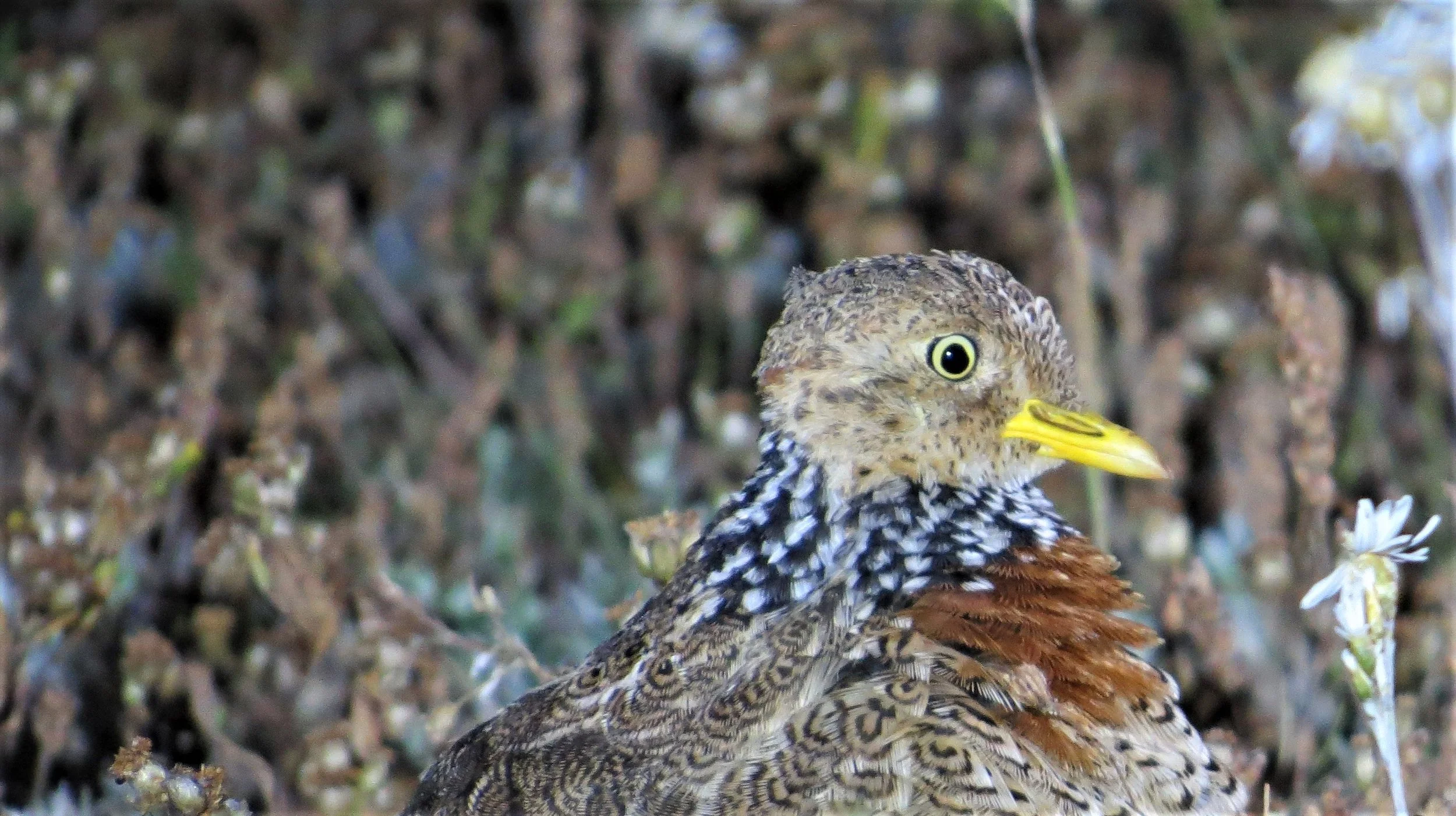 Plains Wanderer Tours Birding Victoria