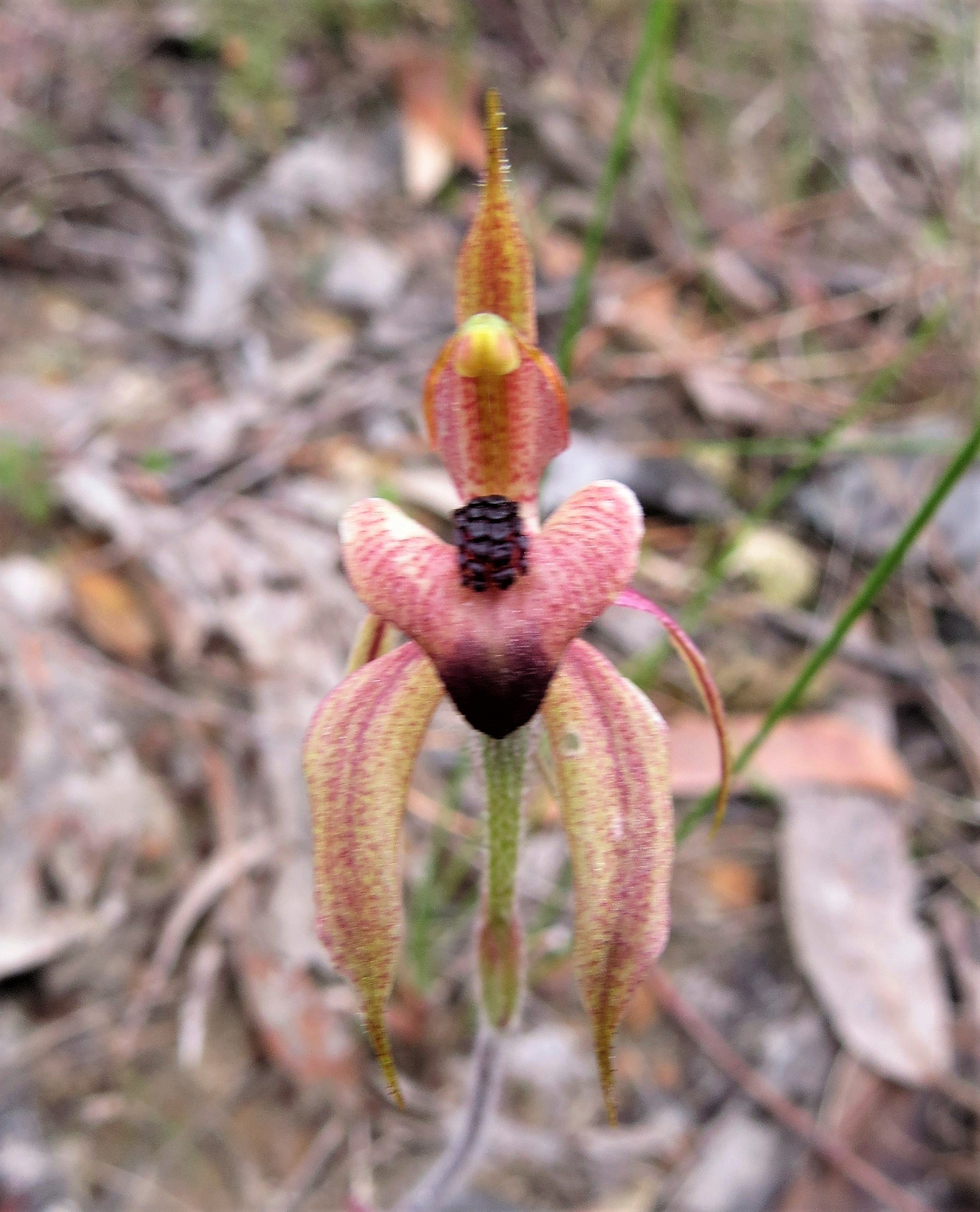 Caladenia cardiochila Thick-lip (Heart-lip) Spider Orchid Anglesea  OCT 2017 (2).JPG