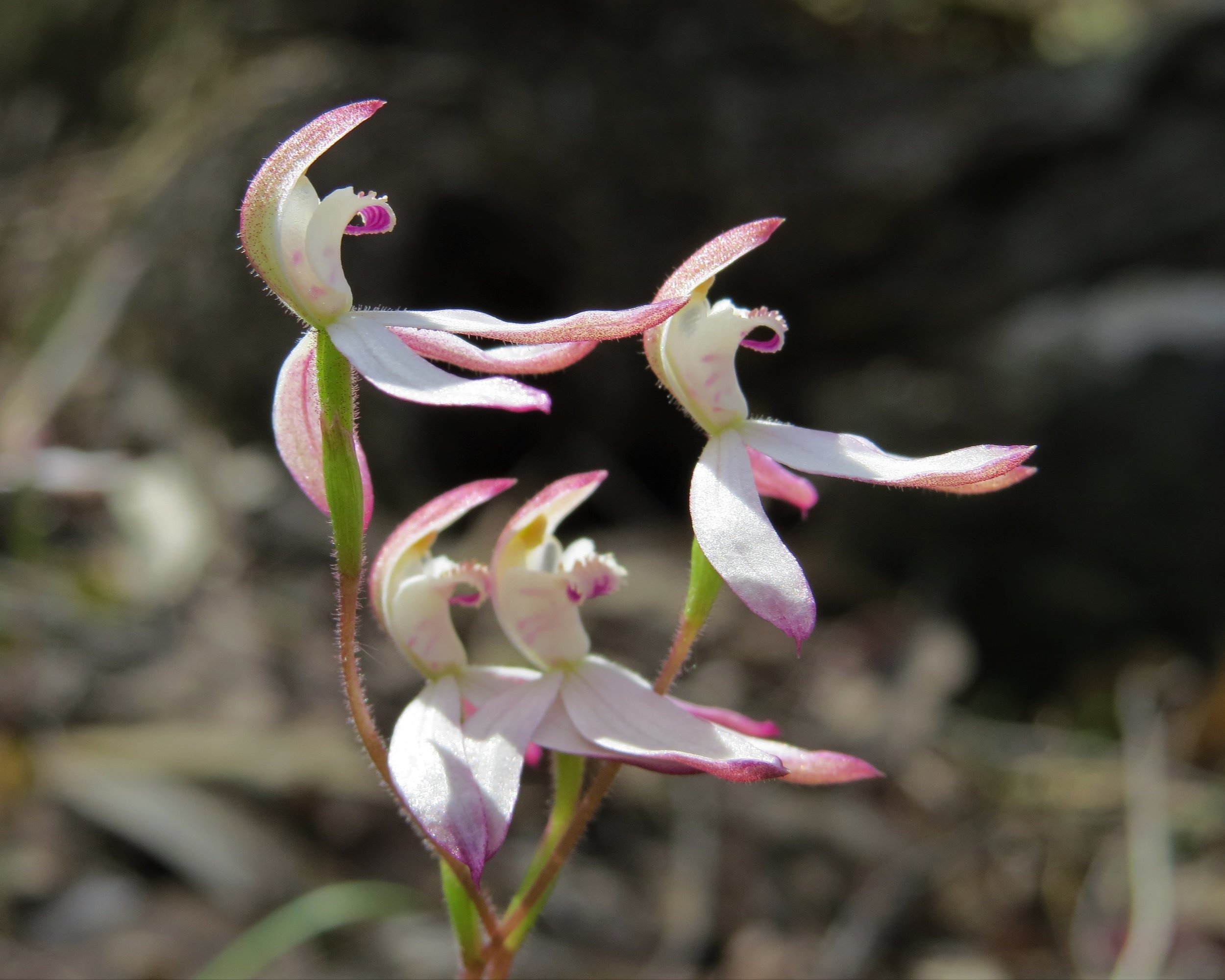 IMG_2434 (2) Caladenia moschata Musky Caladenia Christmas Hills Oct 2013.JPG