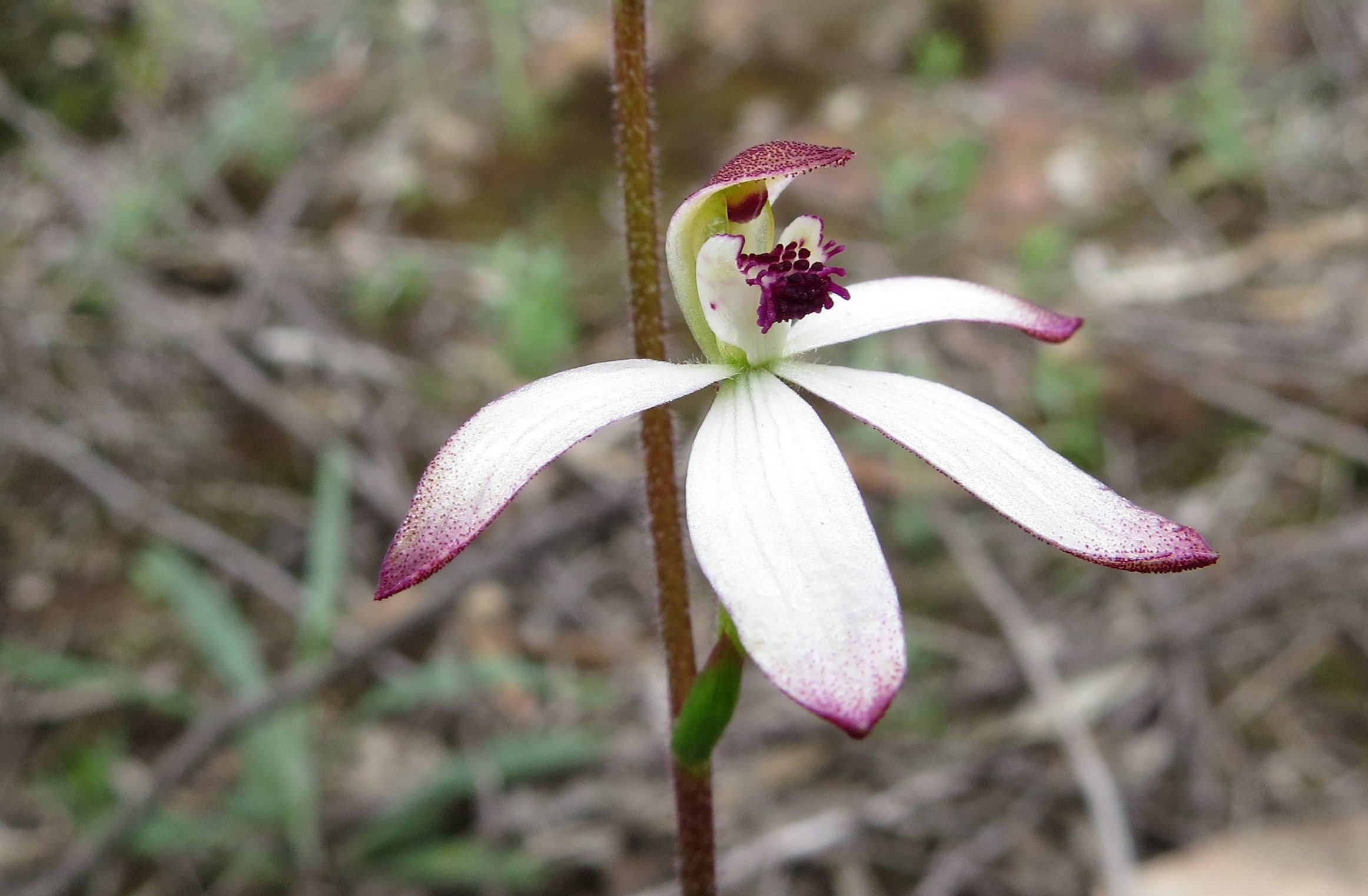 IMG_3337 (2) likely C cuculatta Hooded Caladenia Whipstick Oct 2016.JPG