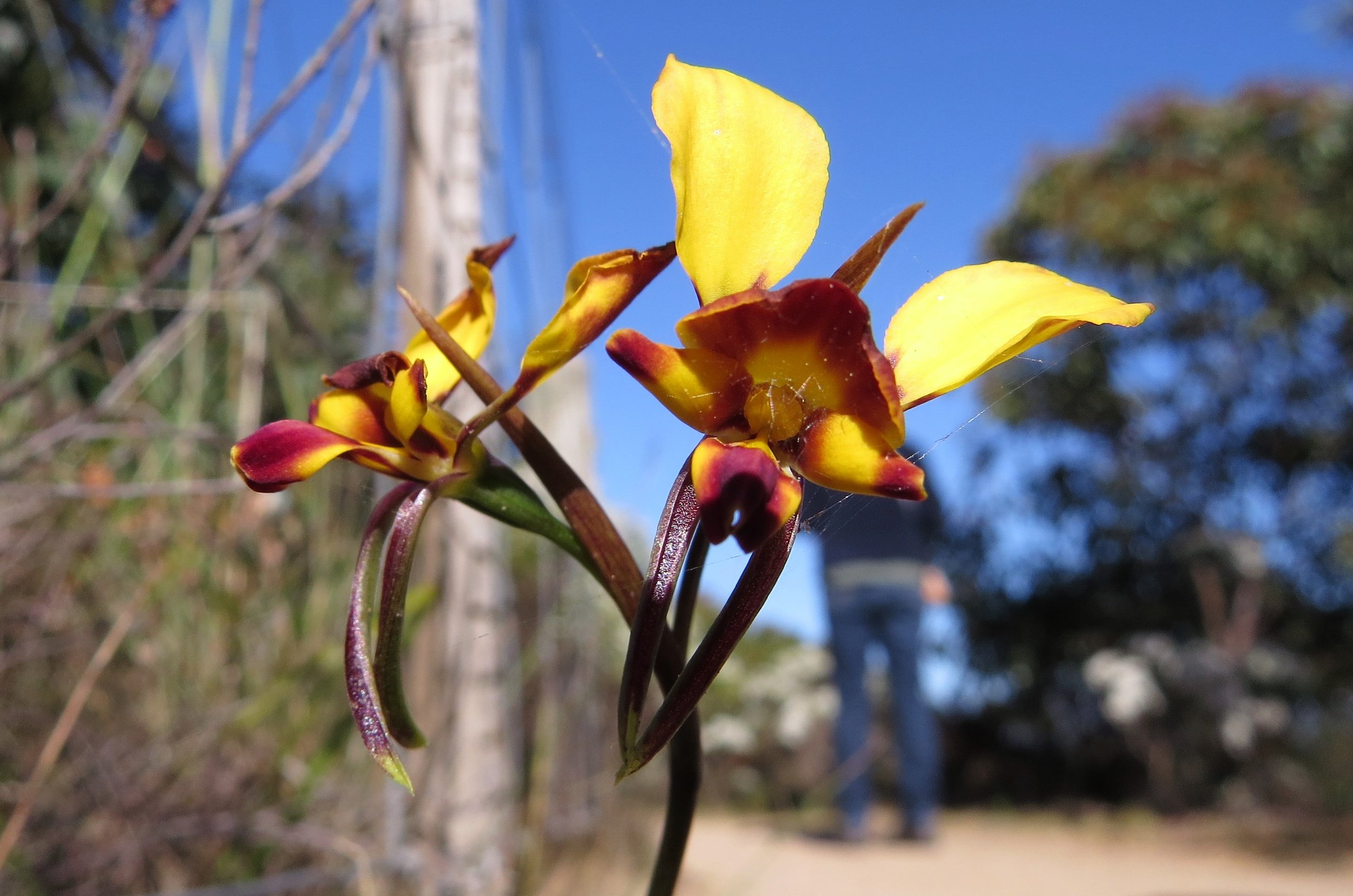 Diuris Orientis Wallflower Orchid Anglesea OCT 2017.JPG