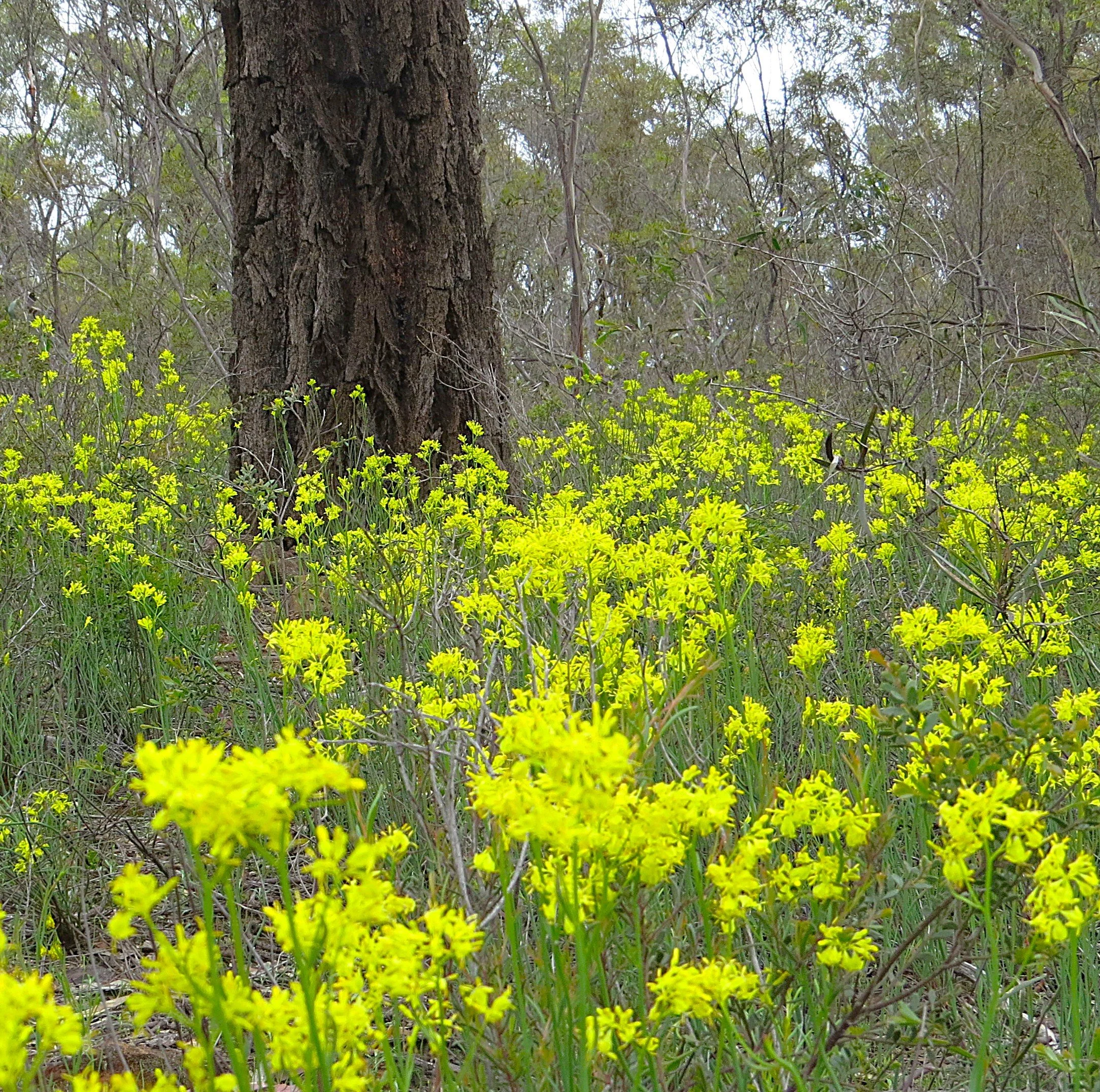 IMG_3334 Ironbark and Golden Pennants(2).JPG
