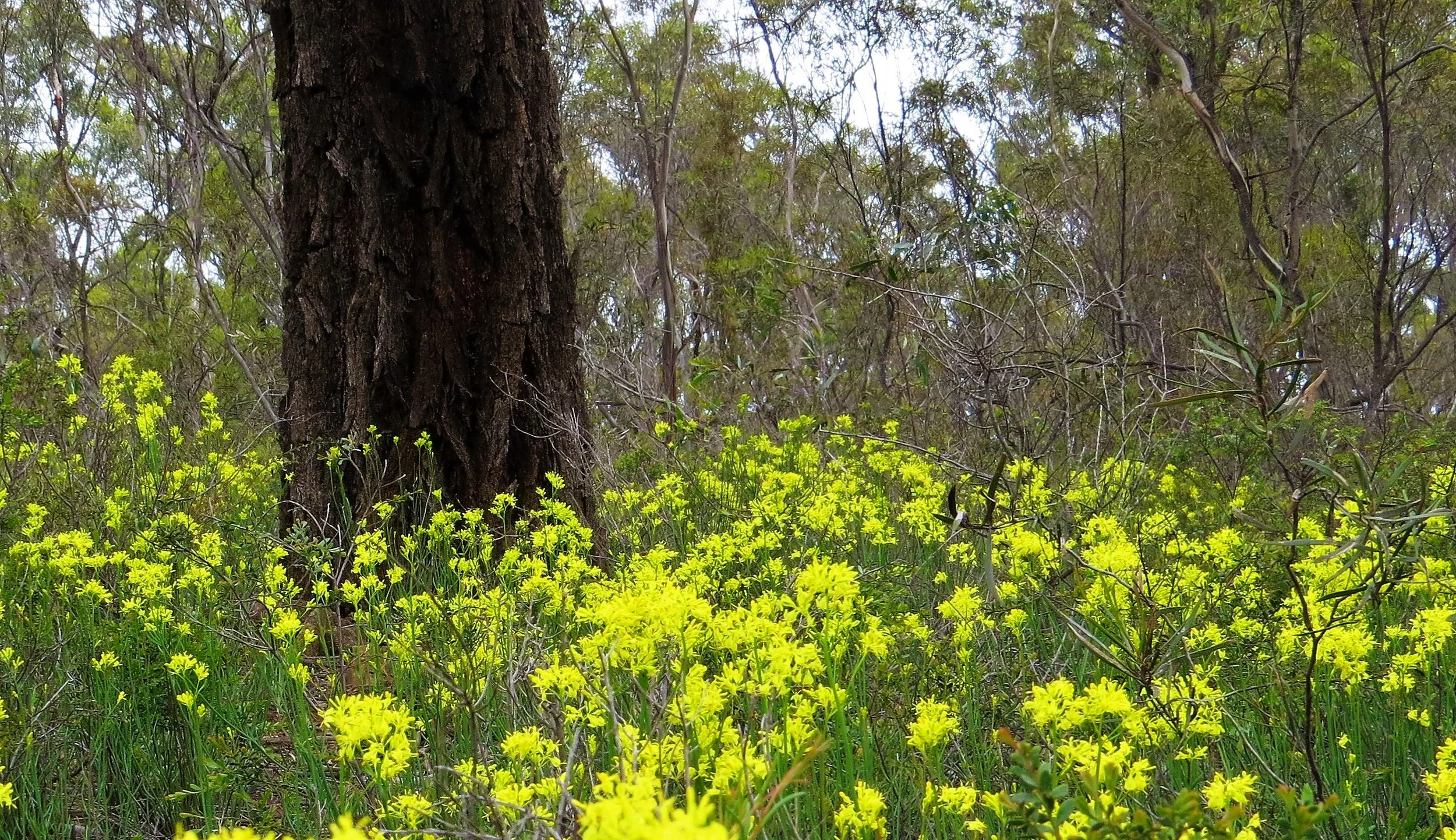 IMG_3334 Ironbark and Golden Pennants (3).JPG