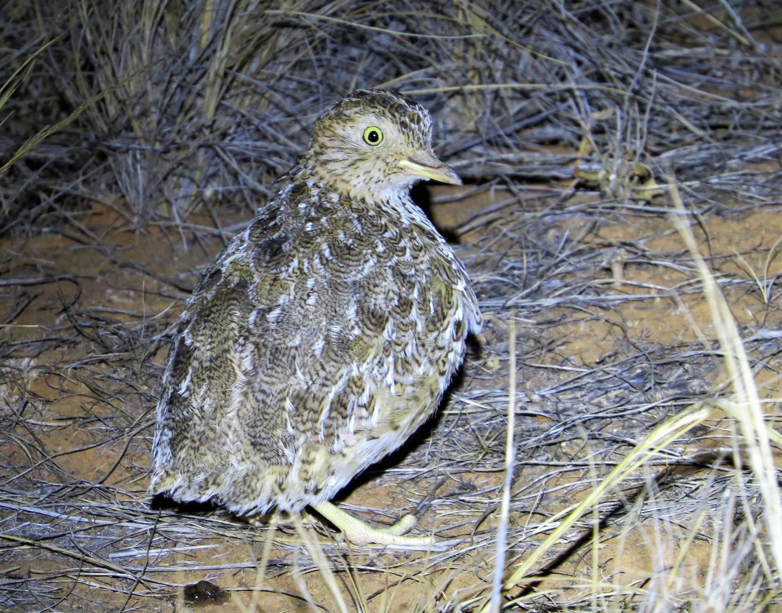 Plains Wanderer Tours Birding Victoria
