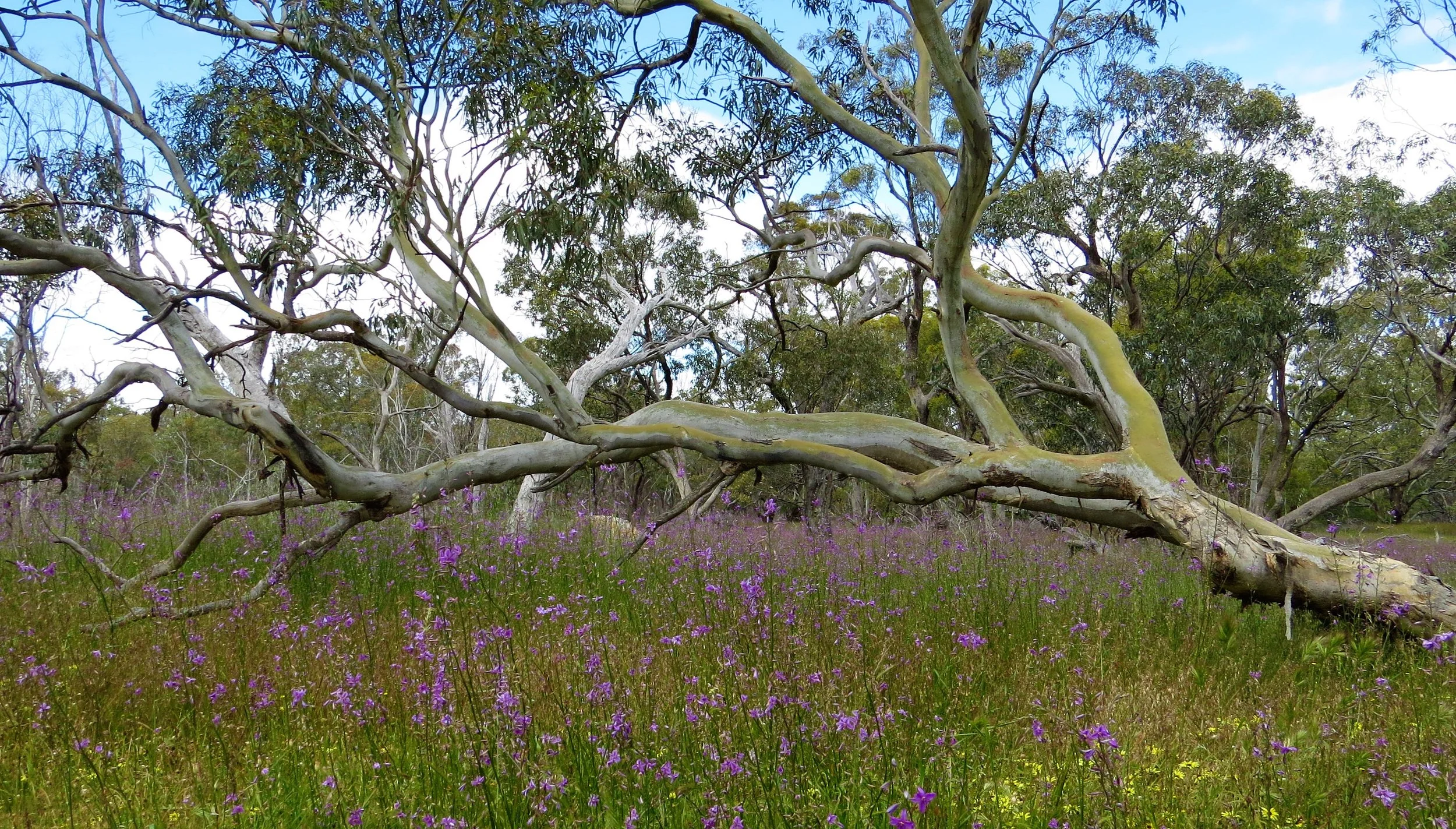 Northern Victoria Highlights Tour - 3 Days — Birding Victoria