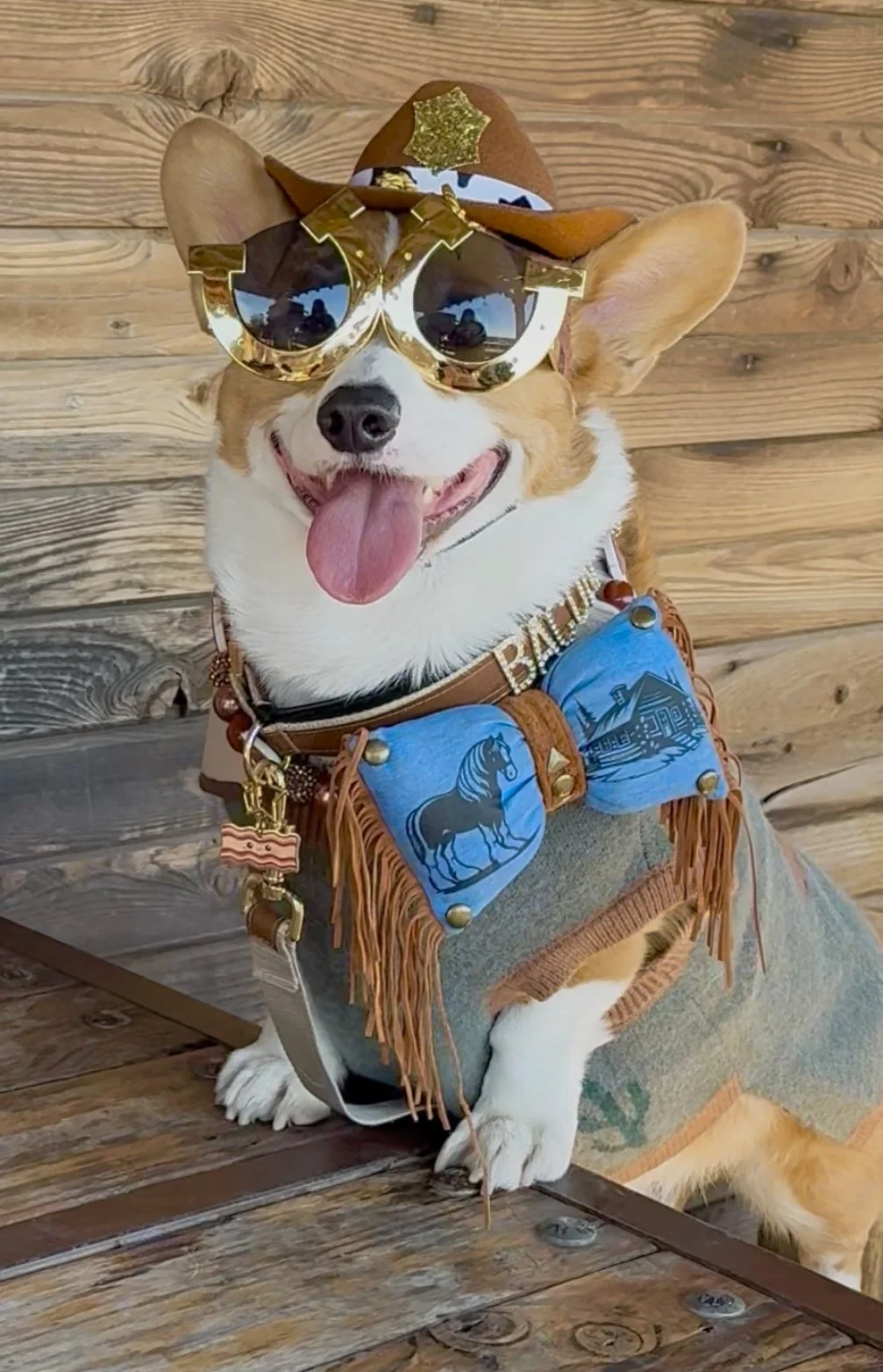 Meet the Corgis — The Denver Mini Derby