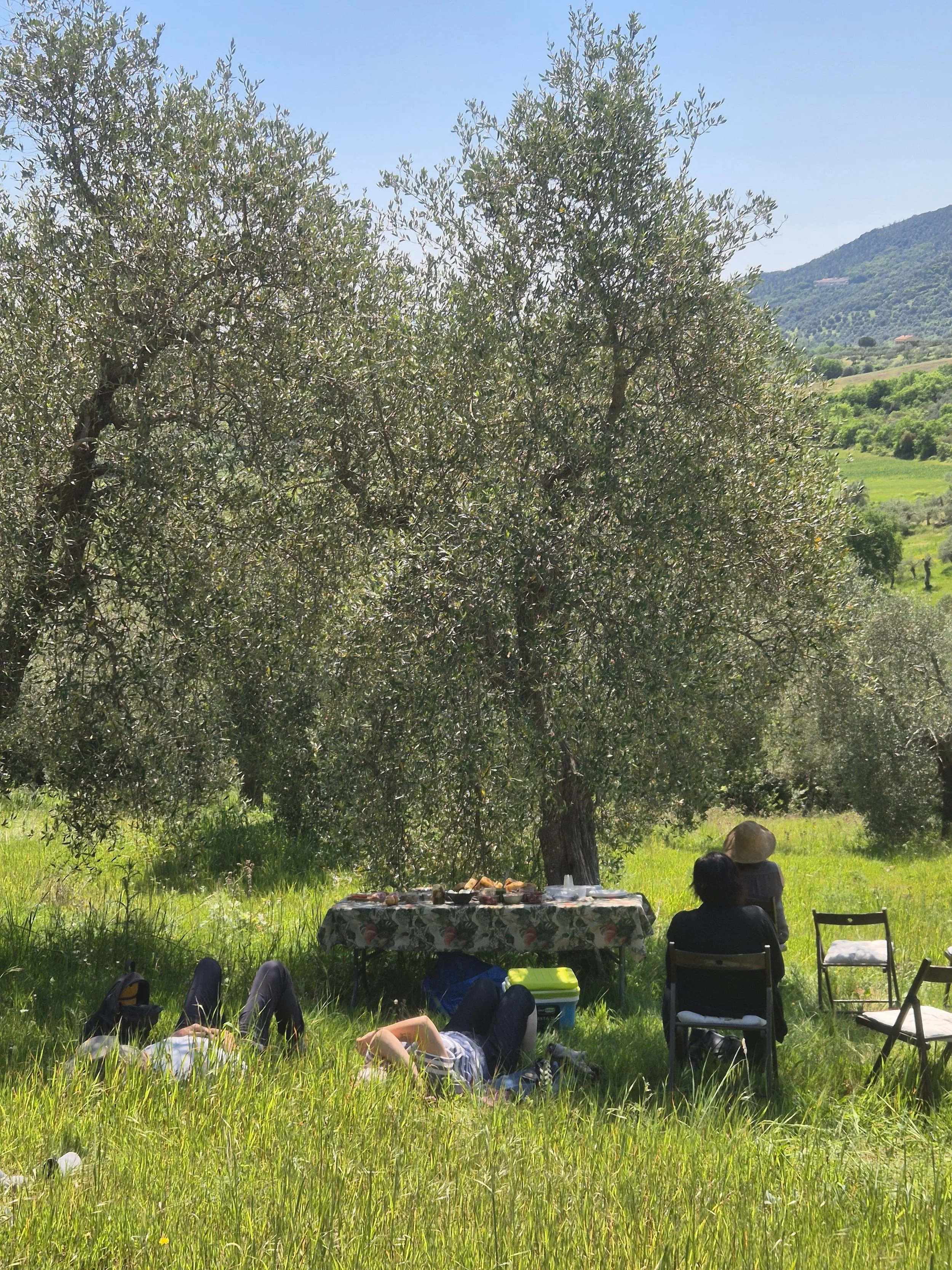olive-grove-picnic-Italy-Tuscany.JPG
