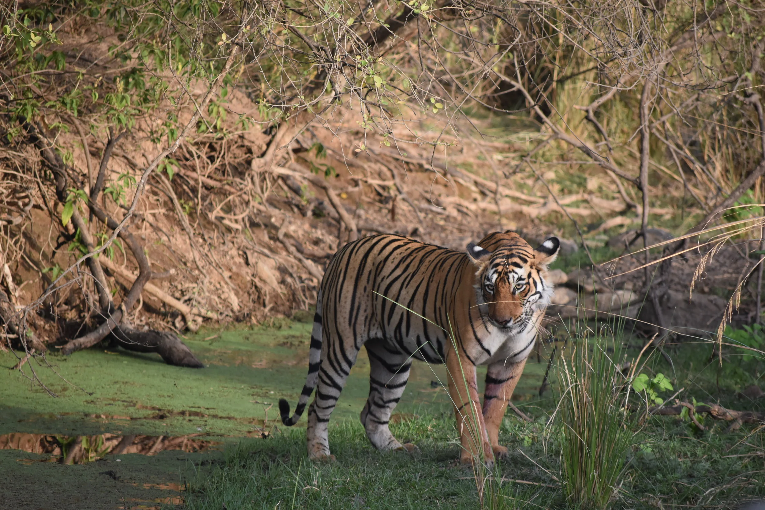 Ranthambore National Park, a Tiger Sanctuary 