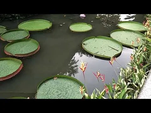 Video Edit - Botanic Gardens
