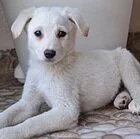 Little Angels Animal Rescue