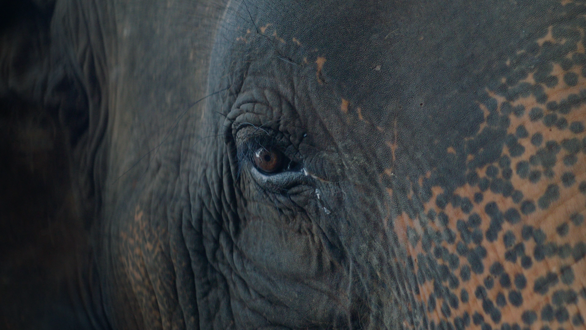 Elephant Wisdom.png