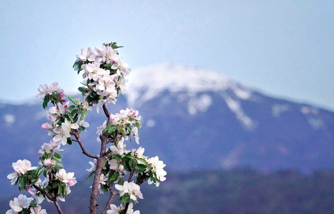 Flowering branch with mountains in the background, symbolizing the arrival of spring in Europe