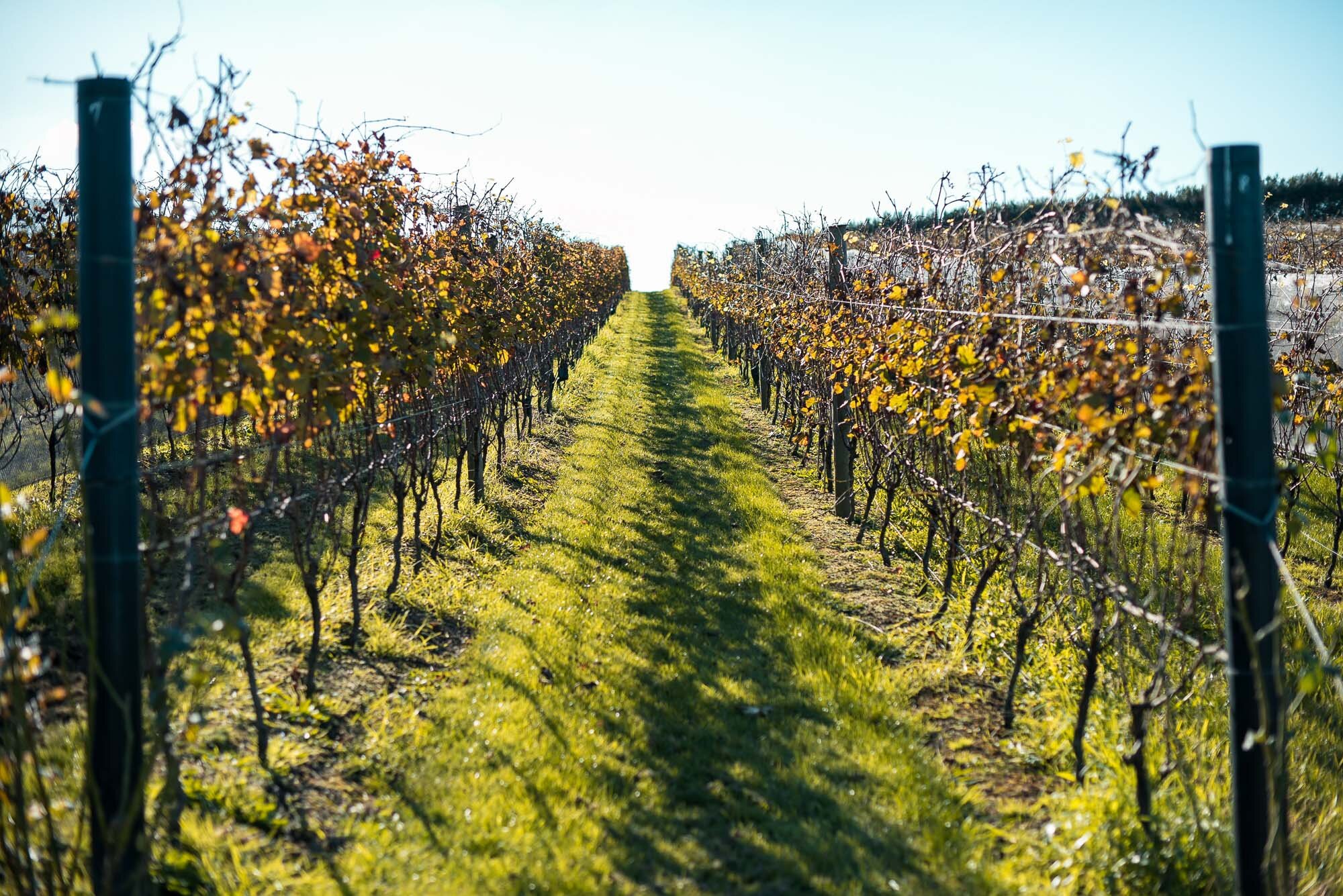 Wine tasting and tour at a local vineyard