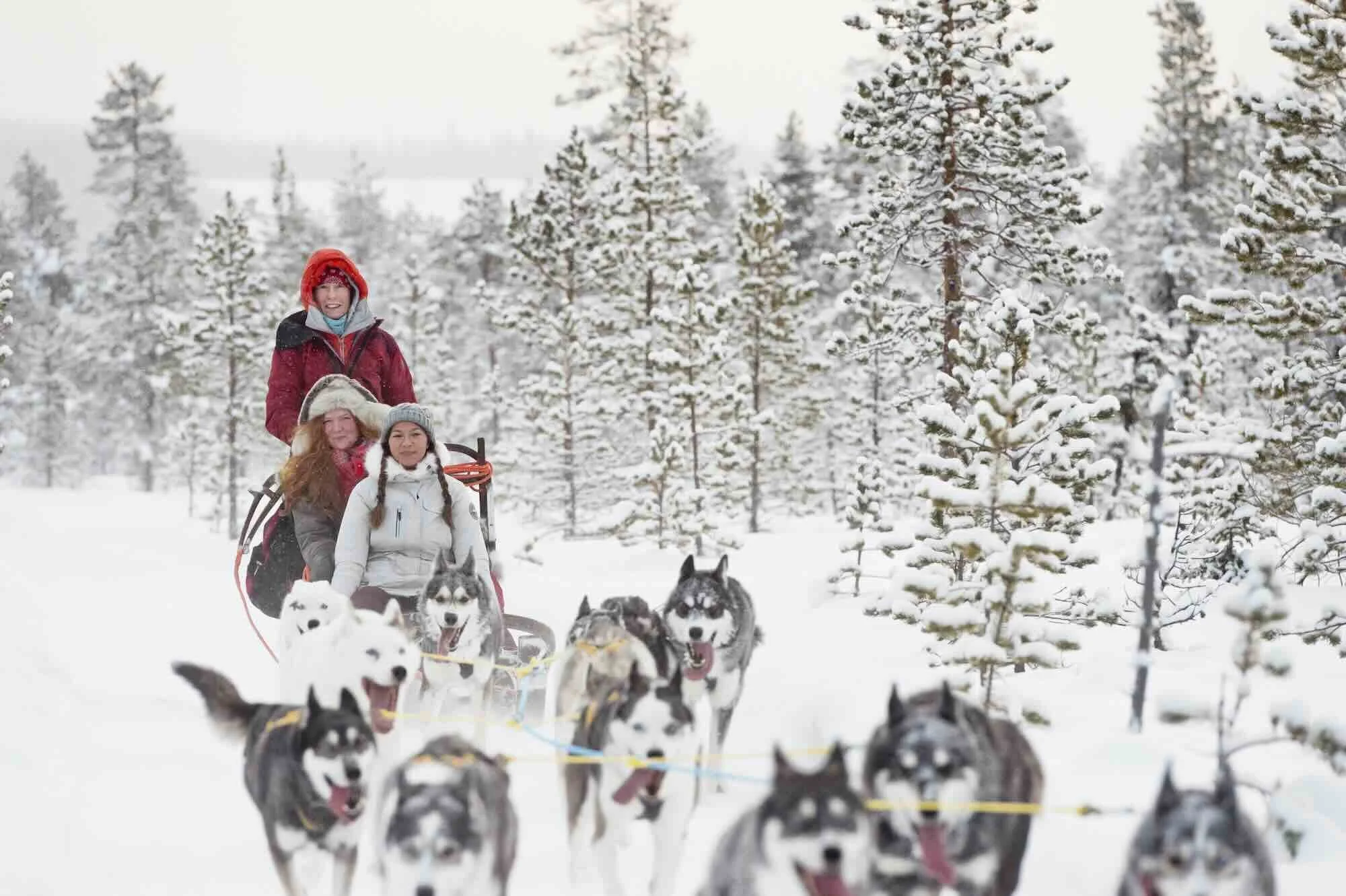 Sweden Dog Sledding team.jpeg