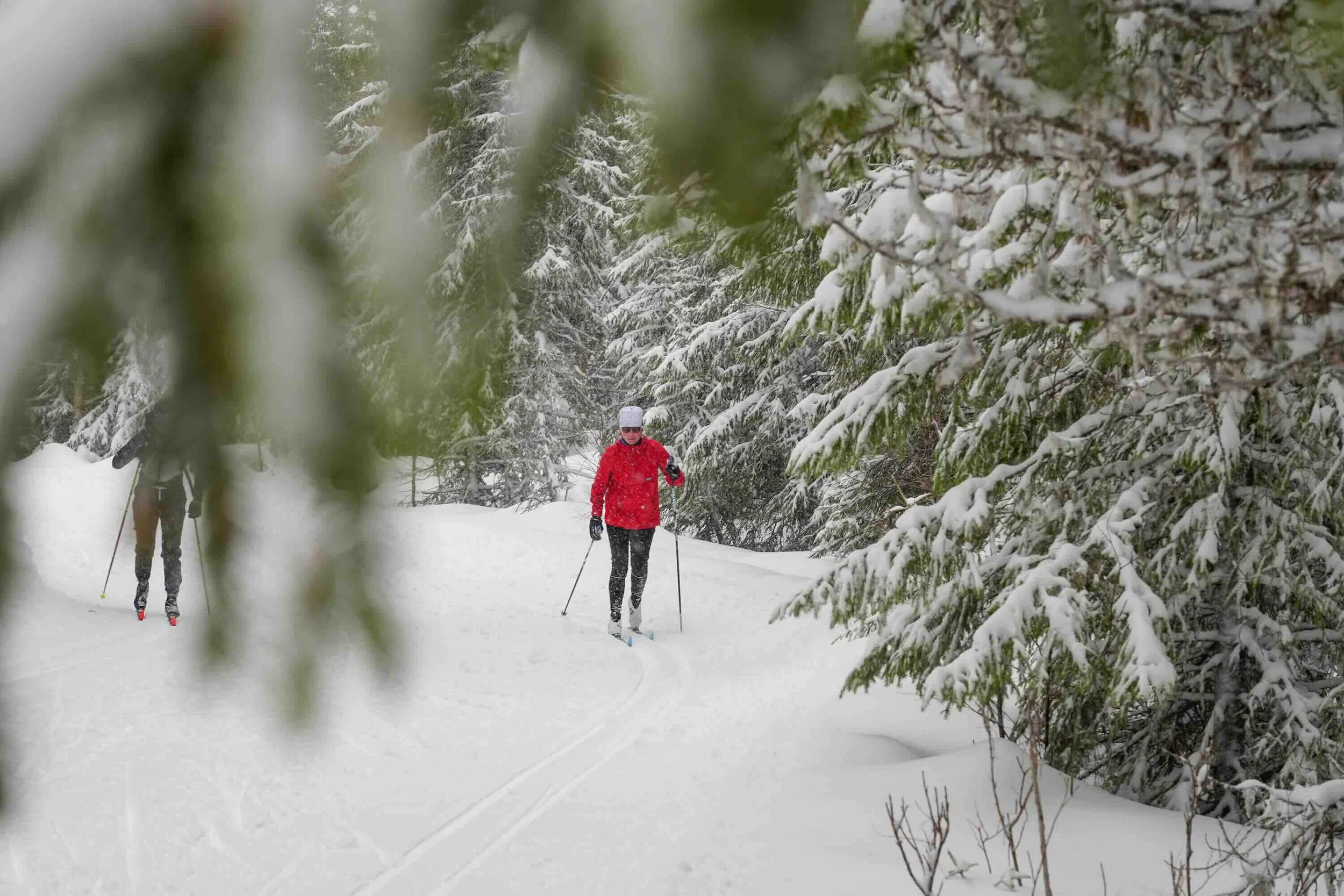 Snowy Forest skiing.jpeg