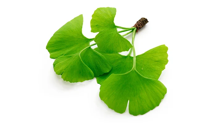 Ginkgo-Biloba-image.jpg
