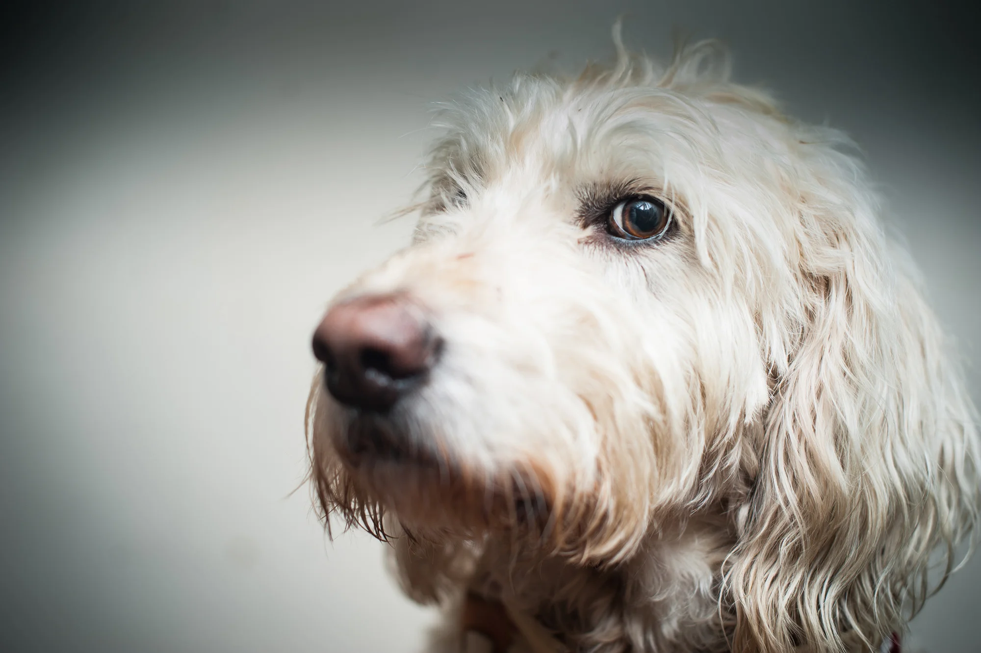 dogs--3.jpg