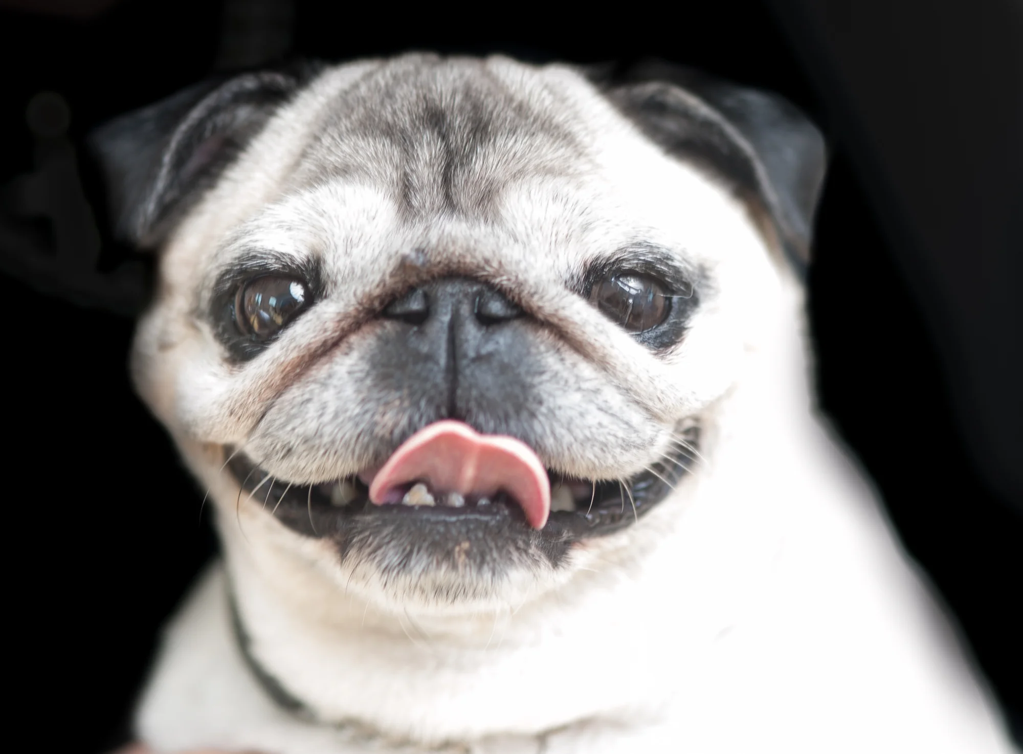 dogs-5594.jpg