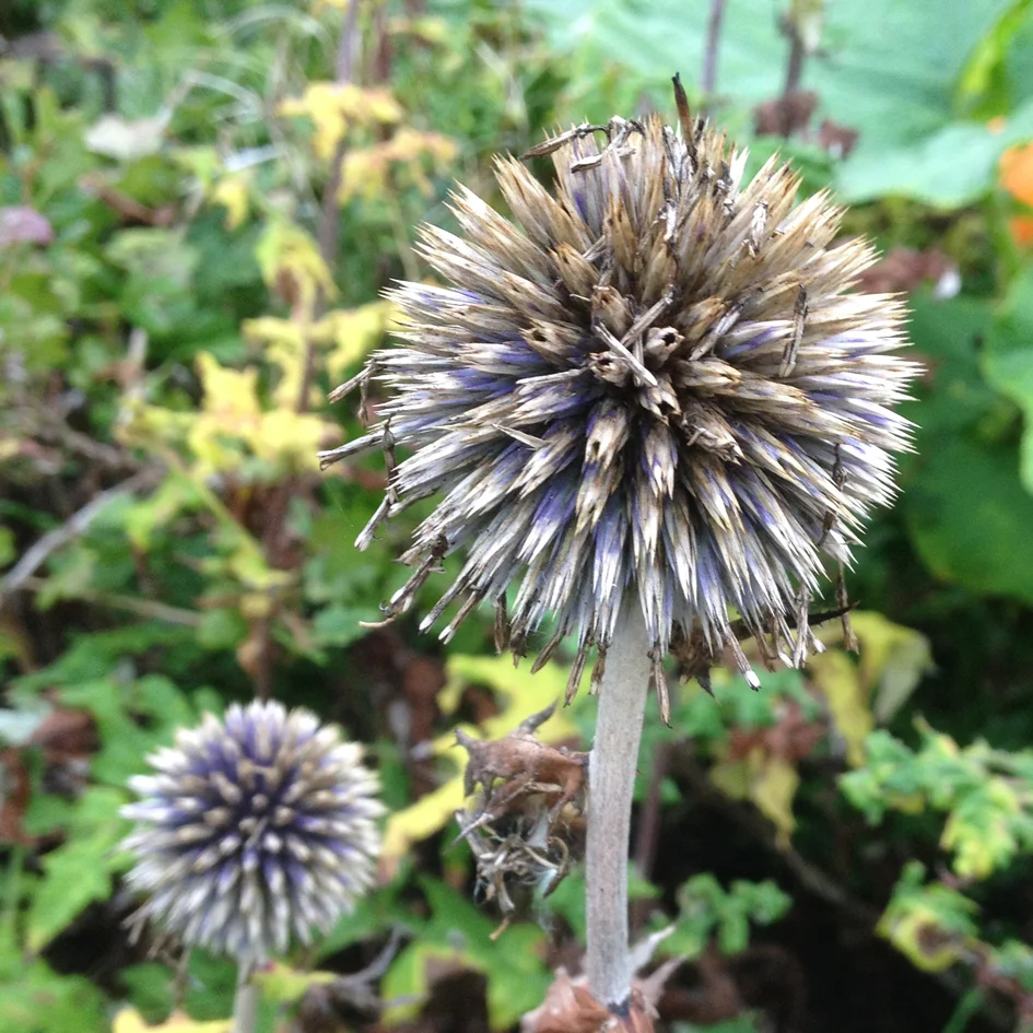 Seedhead.jpg