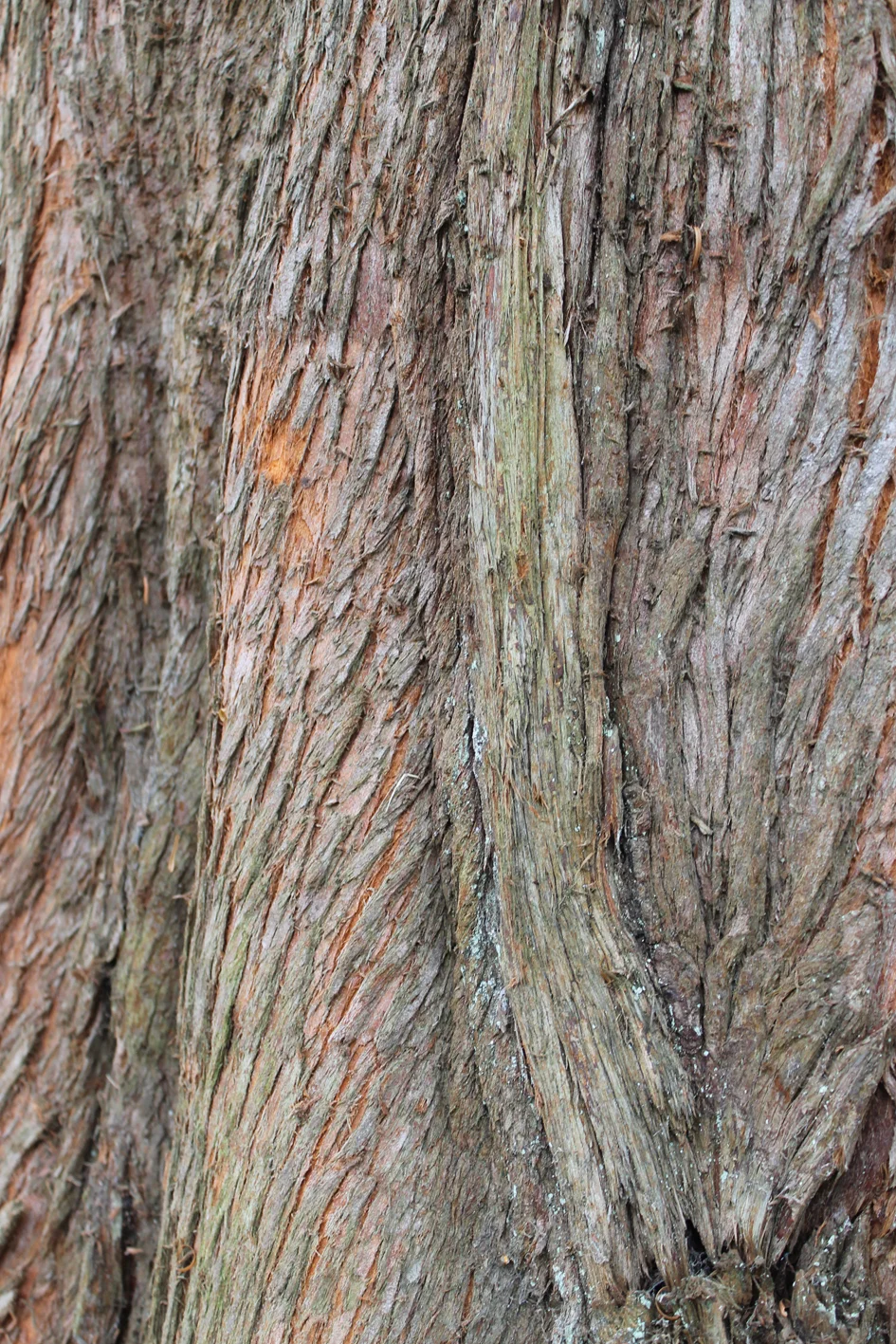 bark.jpg