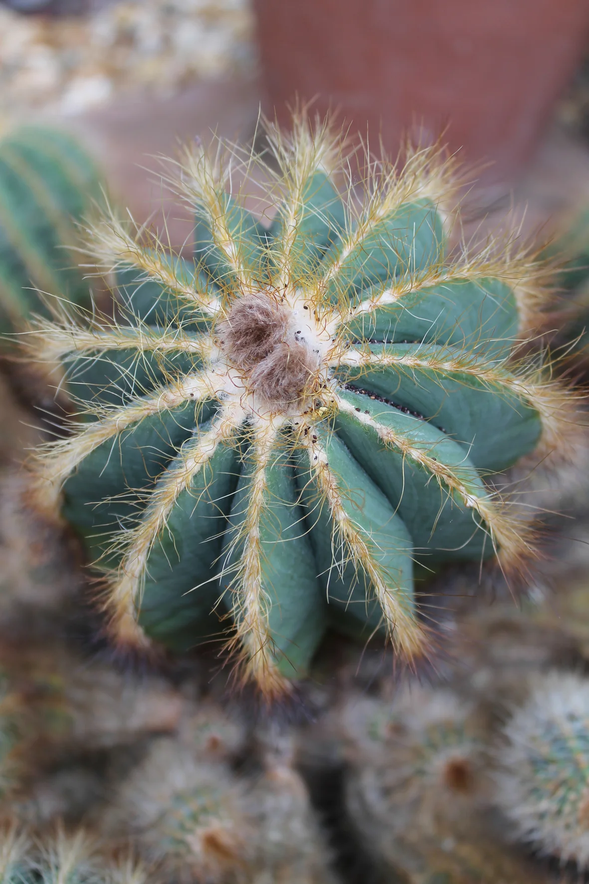cactus.jpg