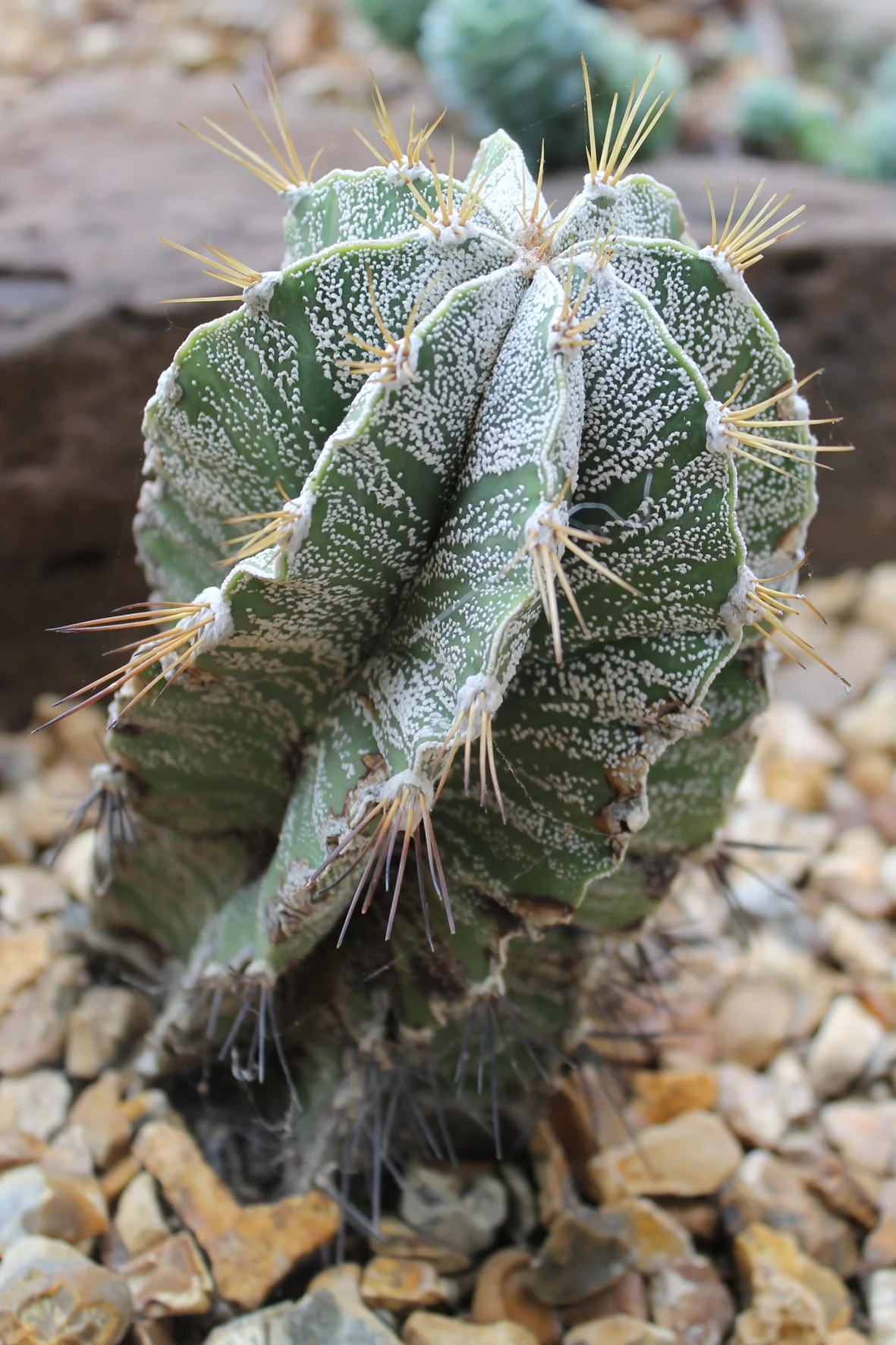 cactus2.jpg